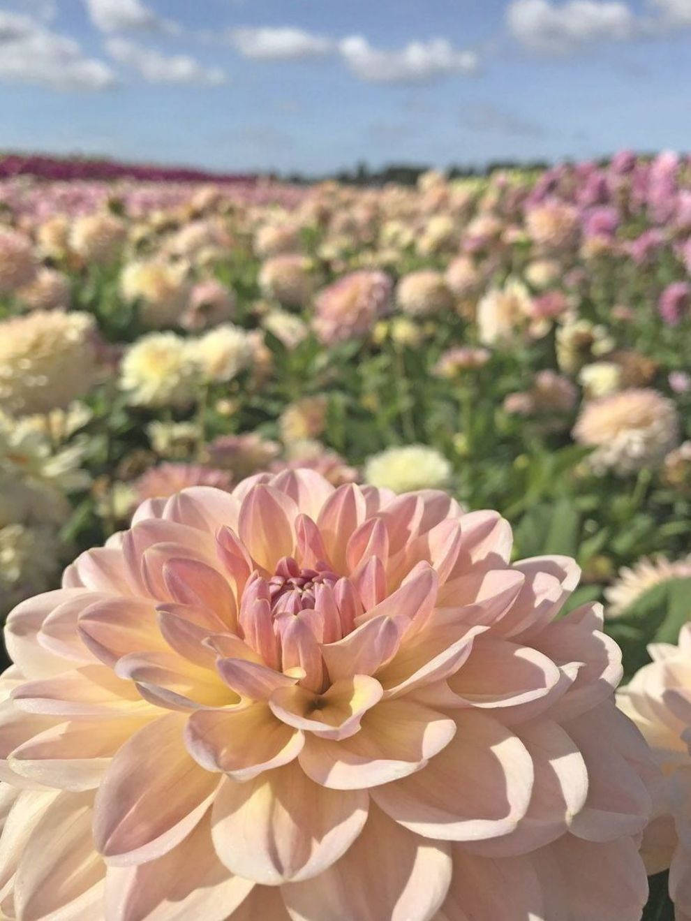 Dahlia 桌布 壁紙 — 一朵柔軟蜜桃色大麗花盛開的特寫，背景是模糊的粉彩大麗花田，在明亮的藍天下延伸至遠方。