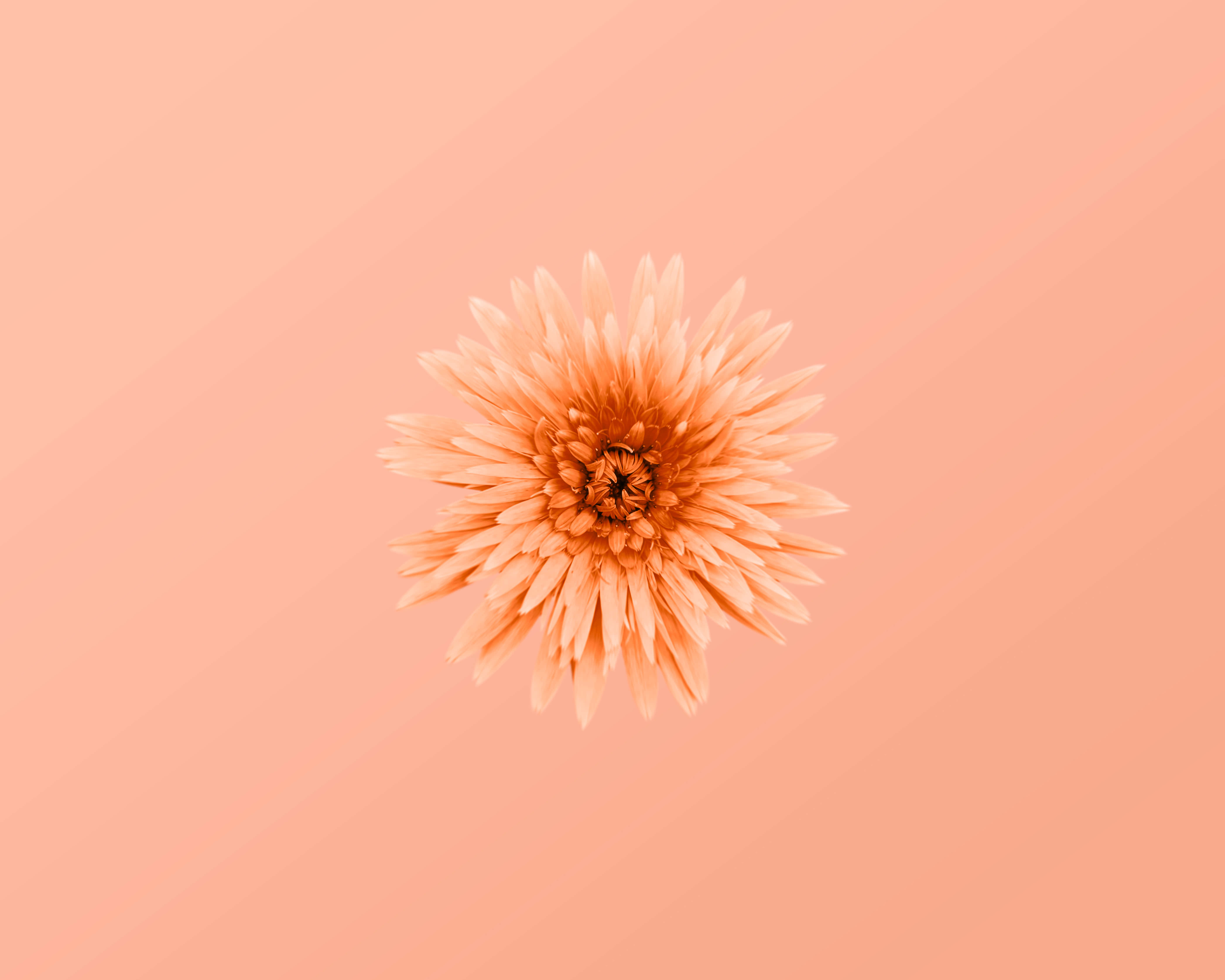 Pastel Peach Aesthetic 桌布 壁紙 — 一朵桃色雛菊，置中於柔和漸層桃色背景上，帶有精緻層疊花瓣。