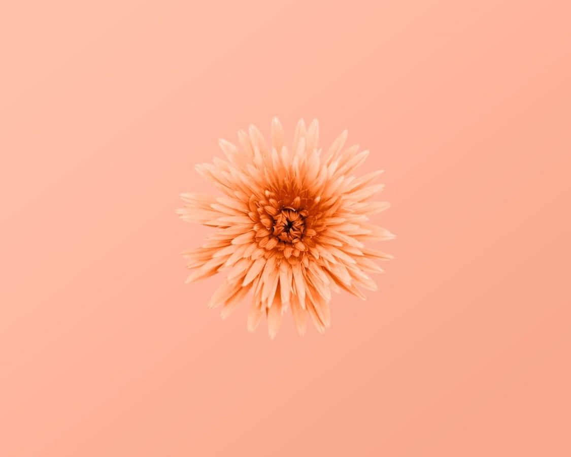 Peach Aesthetic 桌布 壁紙 — 一朵桃色雛菊居中，置於柔和桃色漸層背景上，精緻花瓣向外綻放。