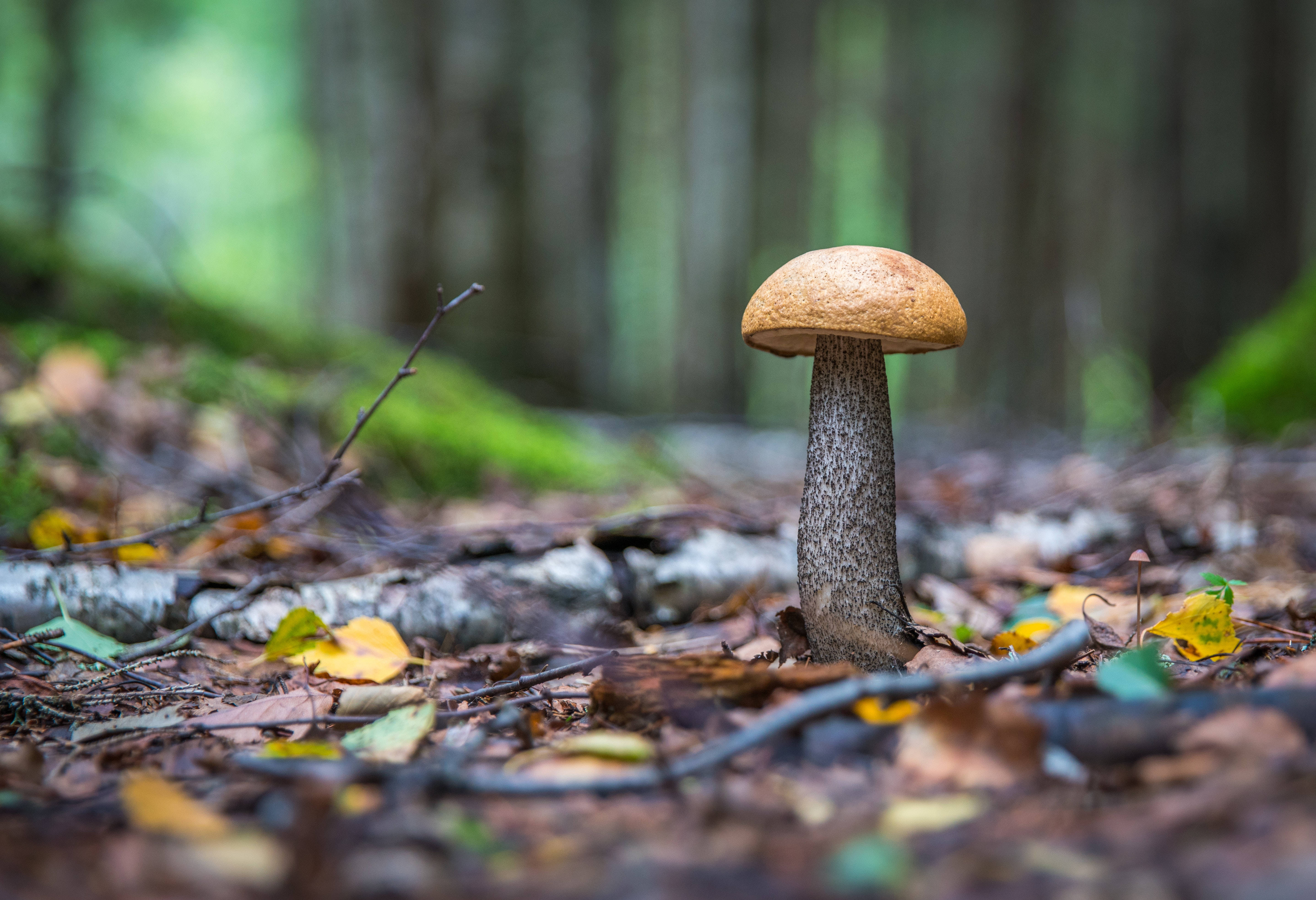 Mushroom Aesthetic 桌布 壁紙 — 一朵棕色帽子的蘑菇在陽光斑駁的森林地面上，高高聳立在落葉和苔蘚之間。