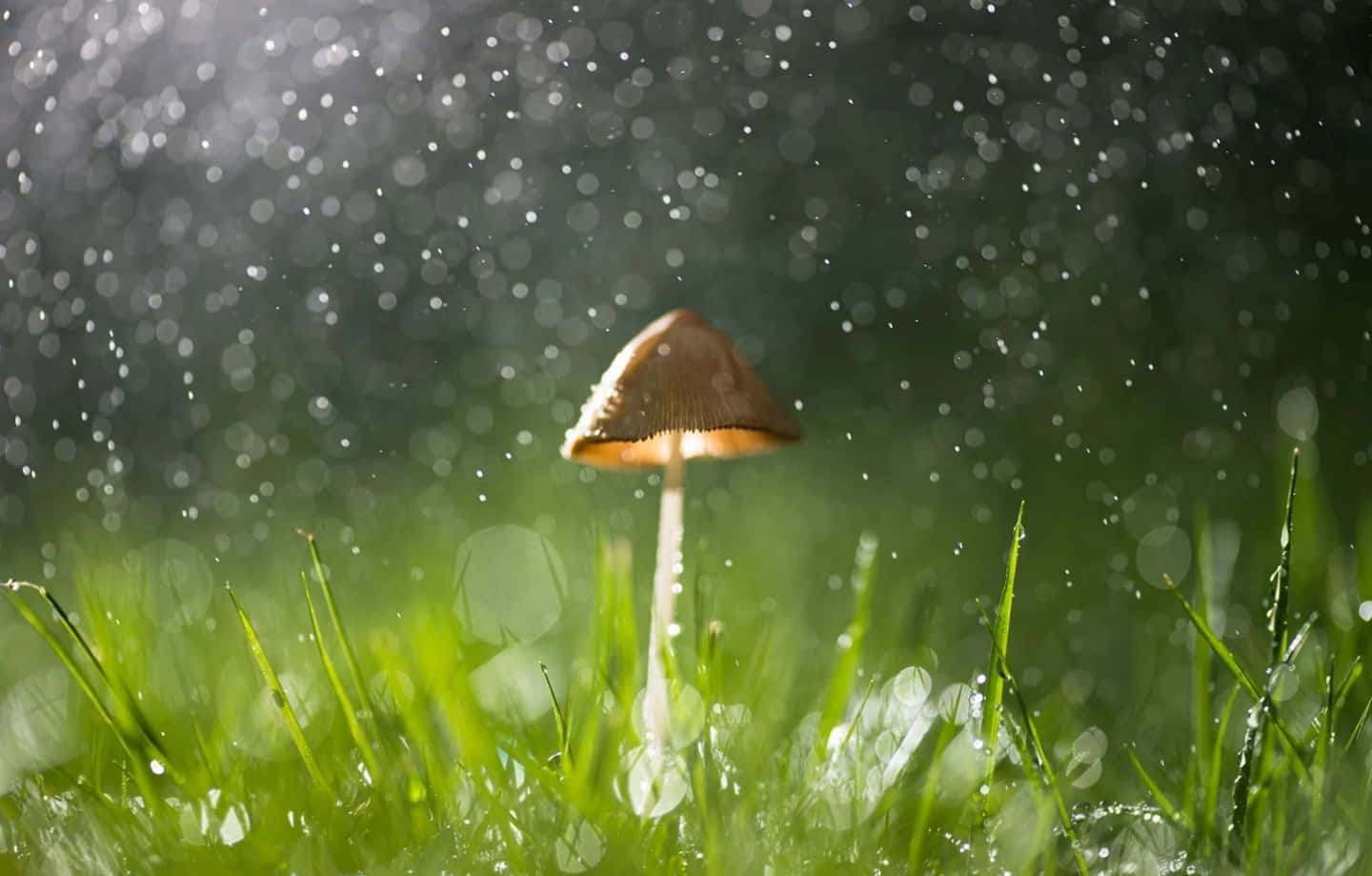 Raining 桌布 壁紙 — 一朵棕色蘑菇立在鮮綠的草地上，雨滴落下並捕捉光線，背景呈現柔和散景效果。