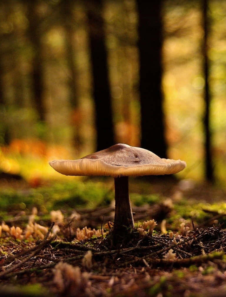 Mushroom Aesthetic 桌布 壁紙 — 一朵森林蘑菇，帶有米色菌蓋和菌褶，聚焦在長滿苔蘚的地面上，背景有模糊的樹幹和金色光線。