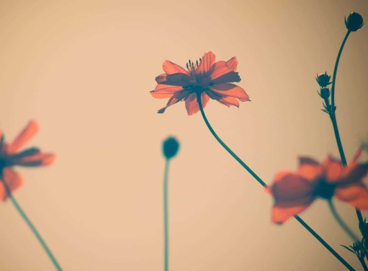 tumblr 花朵 桌布 壁紙 — 一朵橙色波斯菊在柔和的米色背景上綻放，前景和背景中有模糊的花蕾和莖。
