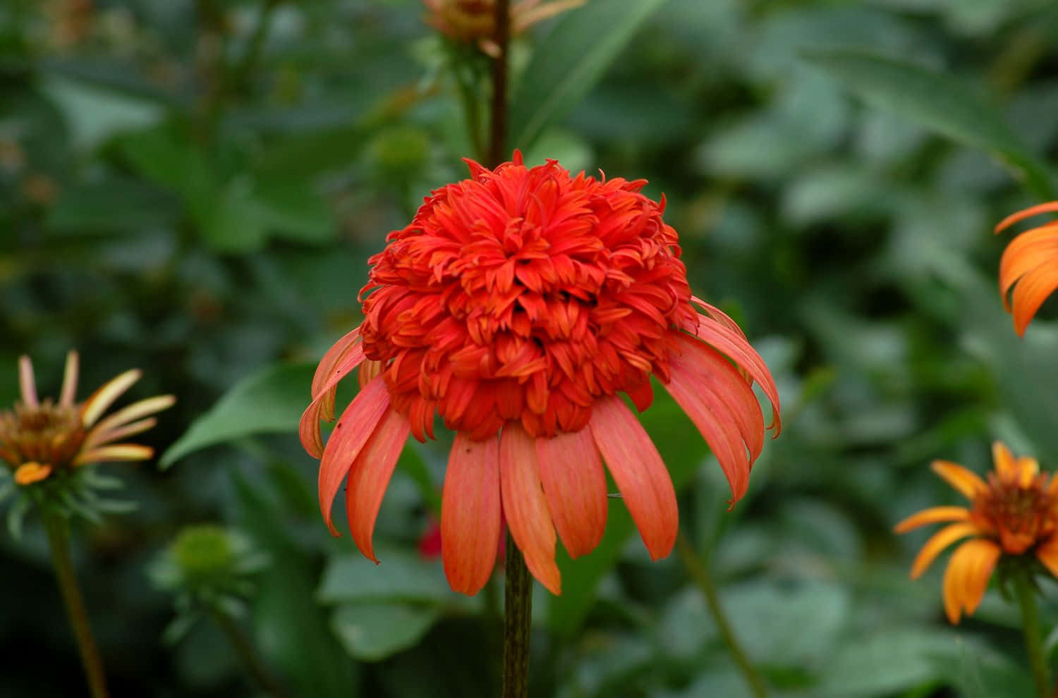 一朵橙色花瓣的花朵 壁紙