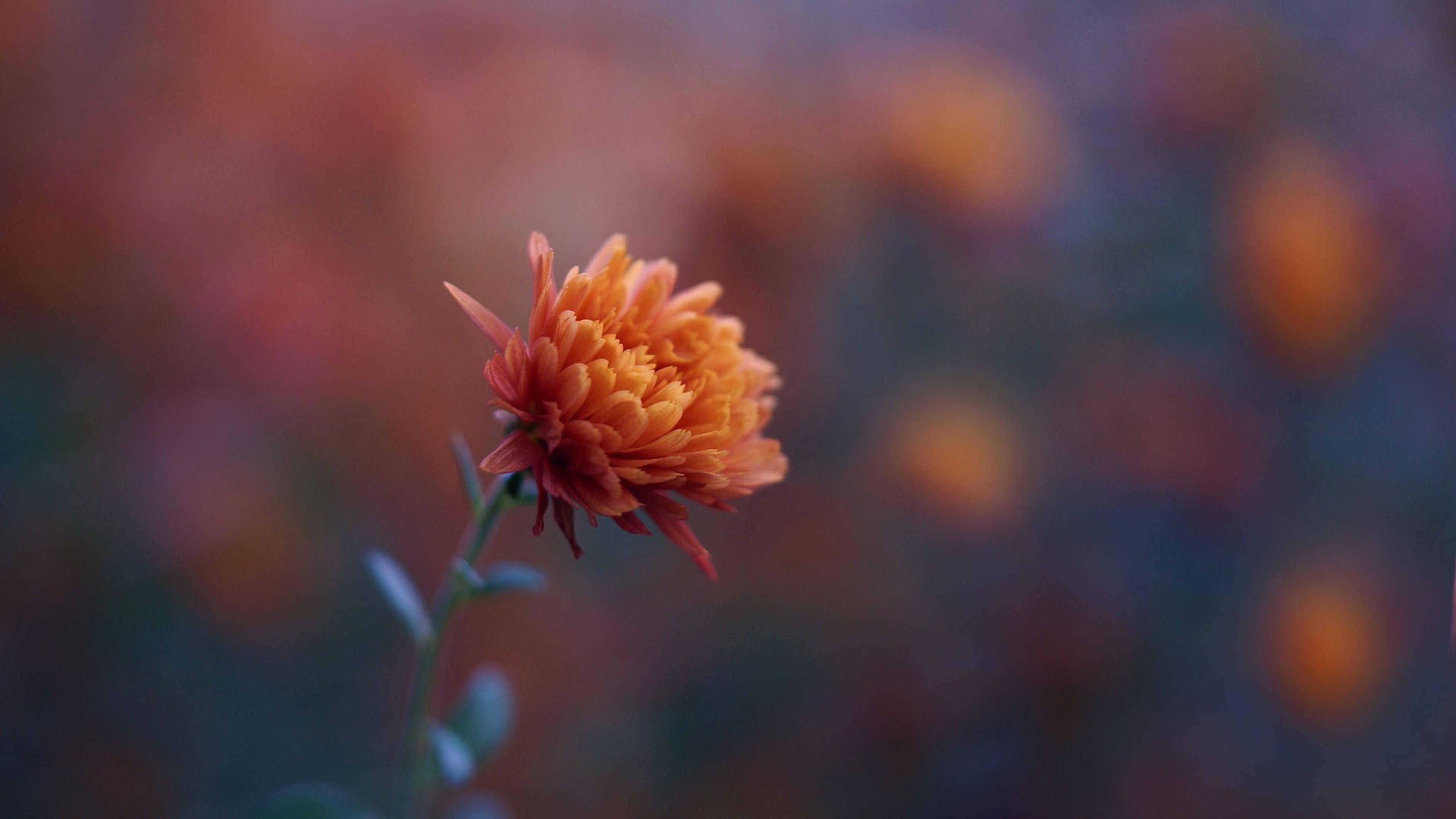 Chrysanthemum 桌布 壁紙 — 一朵橙色菊花在溫暖秋色調的夢幻模糊背景中柔和綻放。