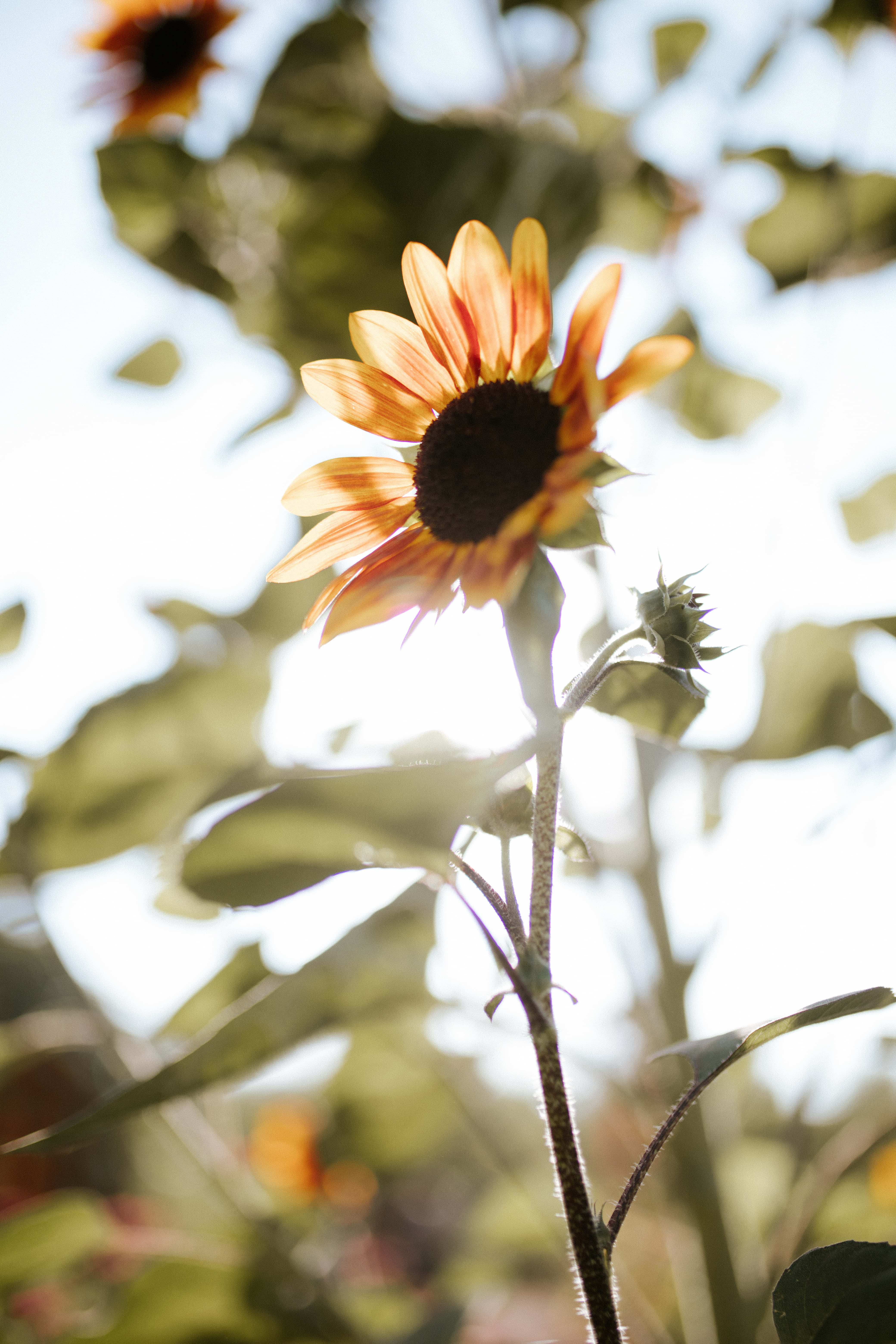 Sunflower Aesthetic iPhone 桌布 壁紙 — 一朵沐浴在金黃逆光中的向日葵，帶有柔和的散景葉子和明亮的天空。
