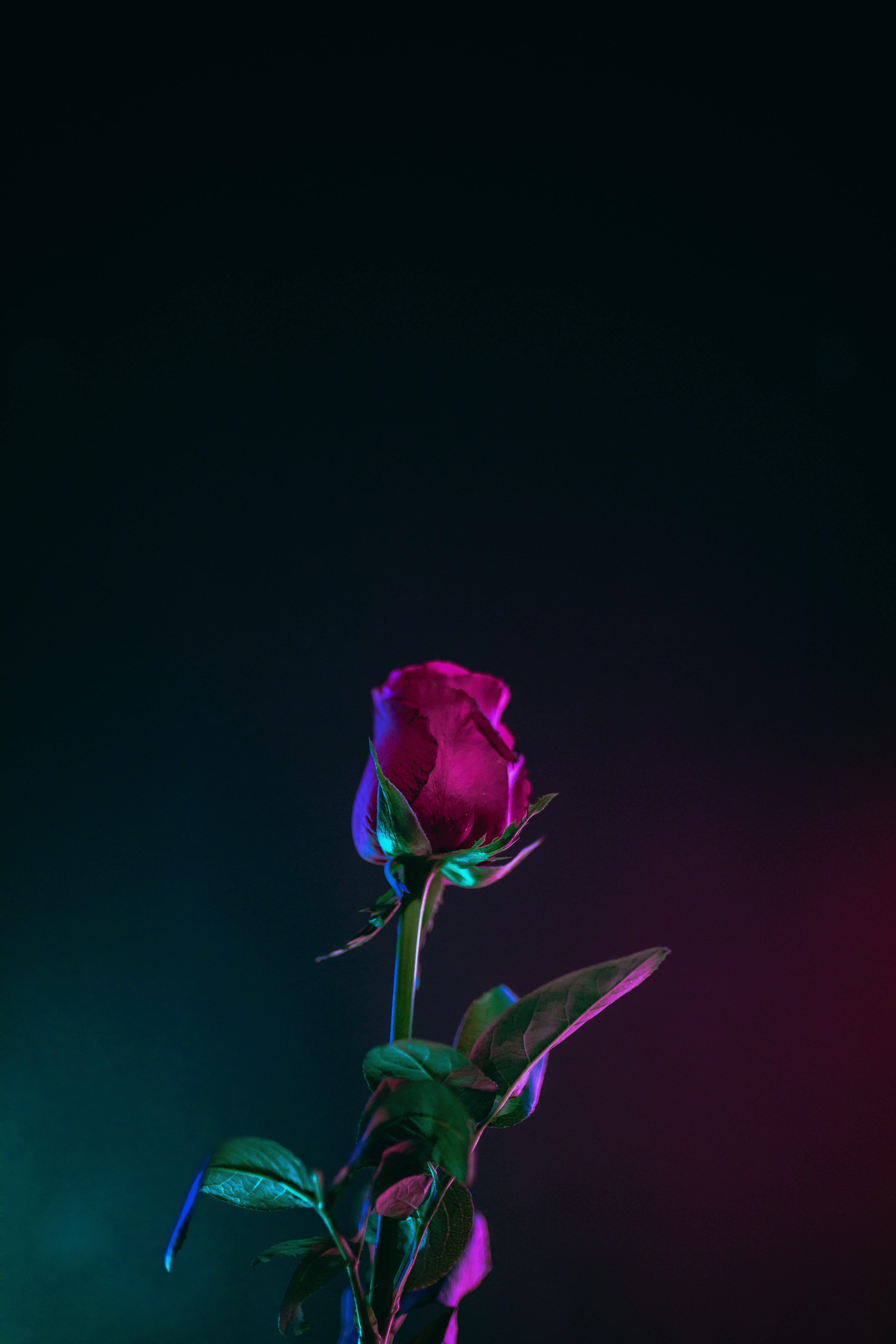 4K iPhone 11 桌布 壁紙 — 一朵洋紅色玫瑰花蕾在霓虹燈下發光，背景為深色漸變。