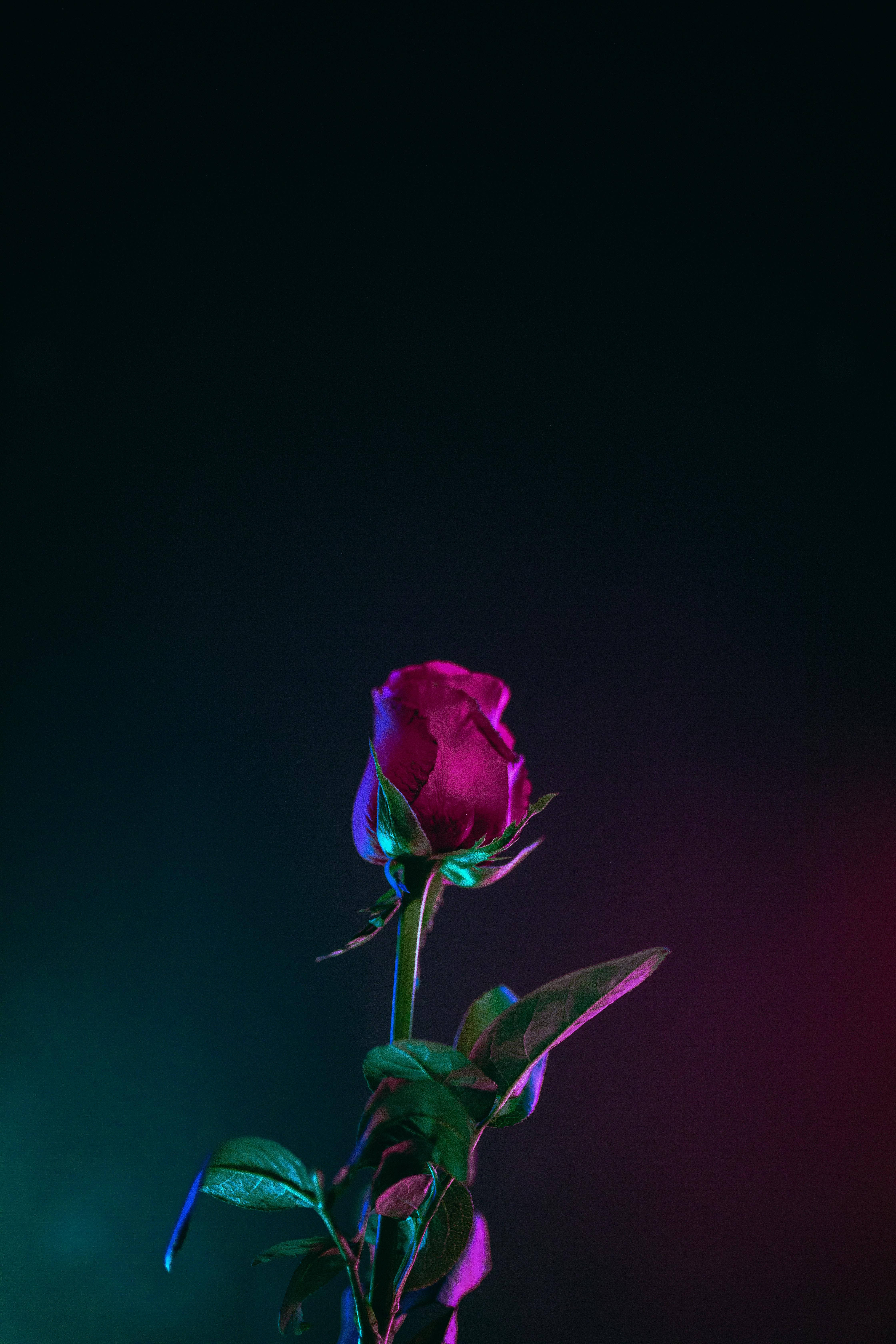 花 桌布 壁紙 — 一朵洋紅色玫瑰花蕾在霓虹燈下發光，背景為深色漸變。