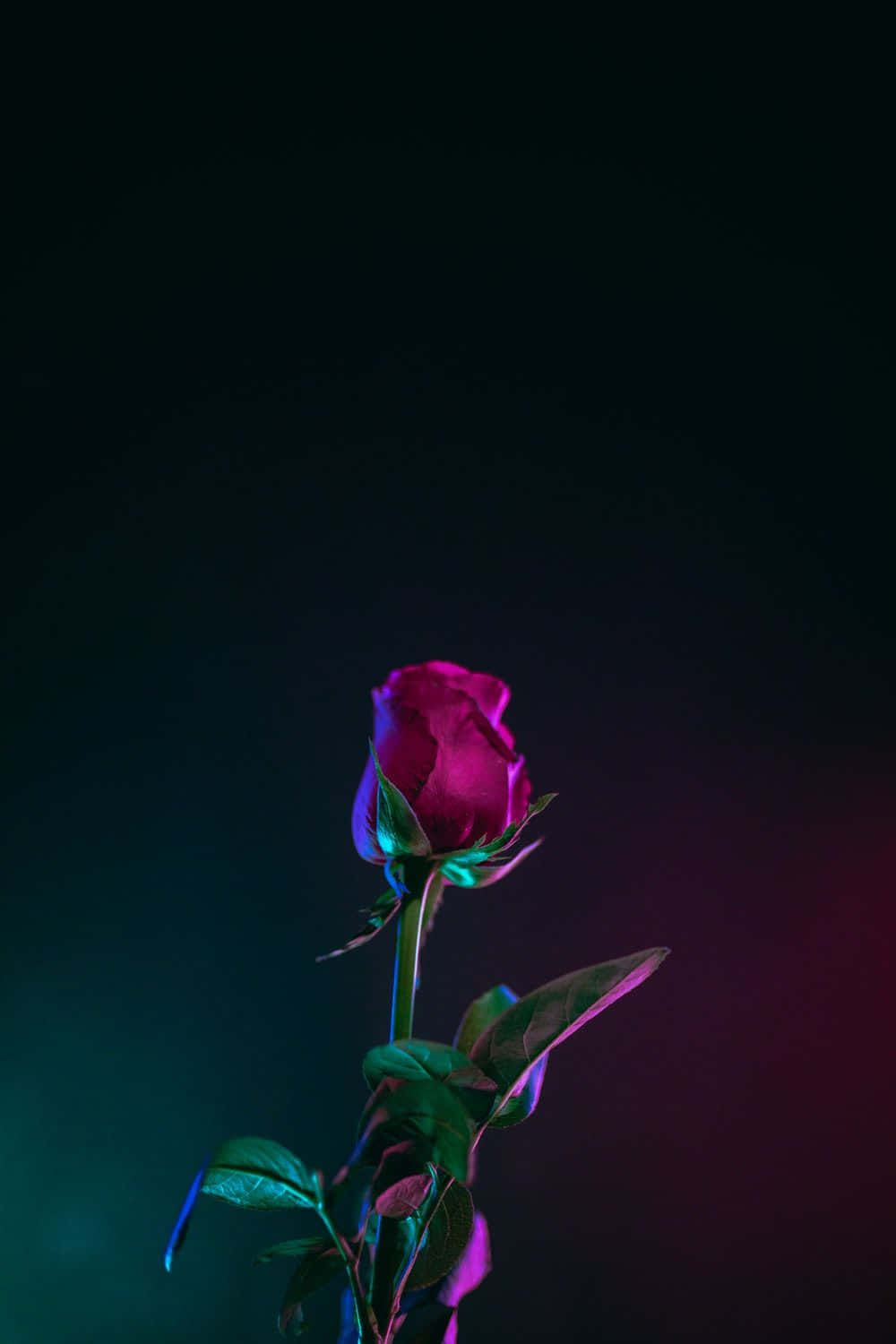 Red Rose 桌布 壁紙 — 一朵洋紅色的玫瑰花蕾在霓虹燈下發光，背景是深色漸變。