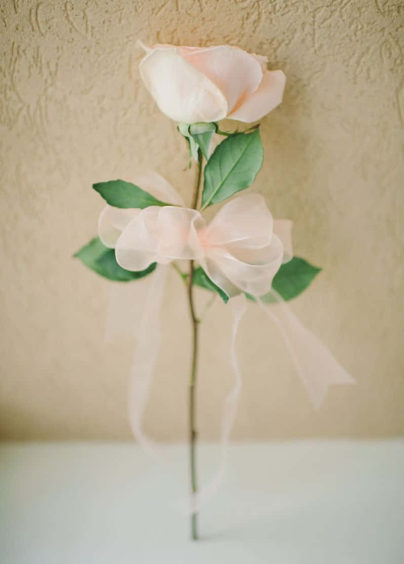 Single Rose 桌布 壁紙 — 一朵淡粉紅玫瑰，搭配綠葉和透明絲帶蝴蝶結，優雅地立於有紋理的米色牆前。