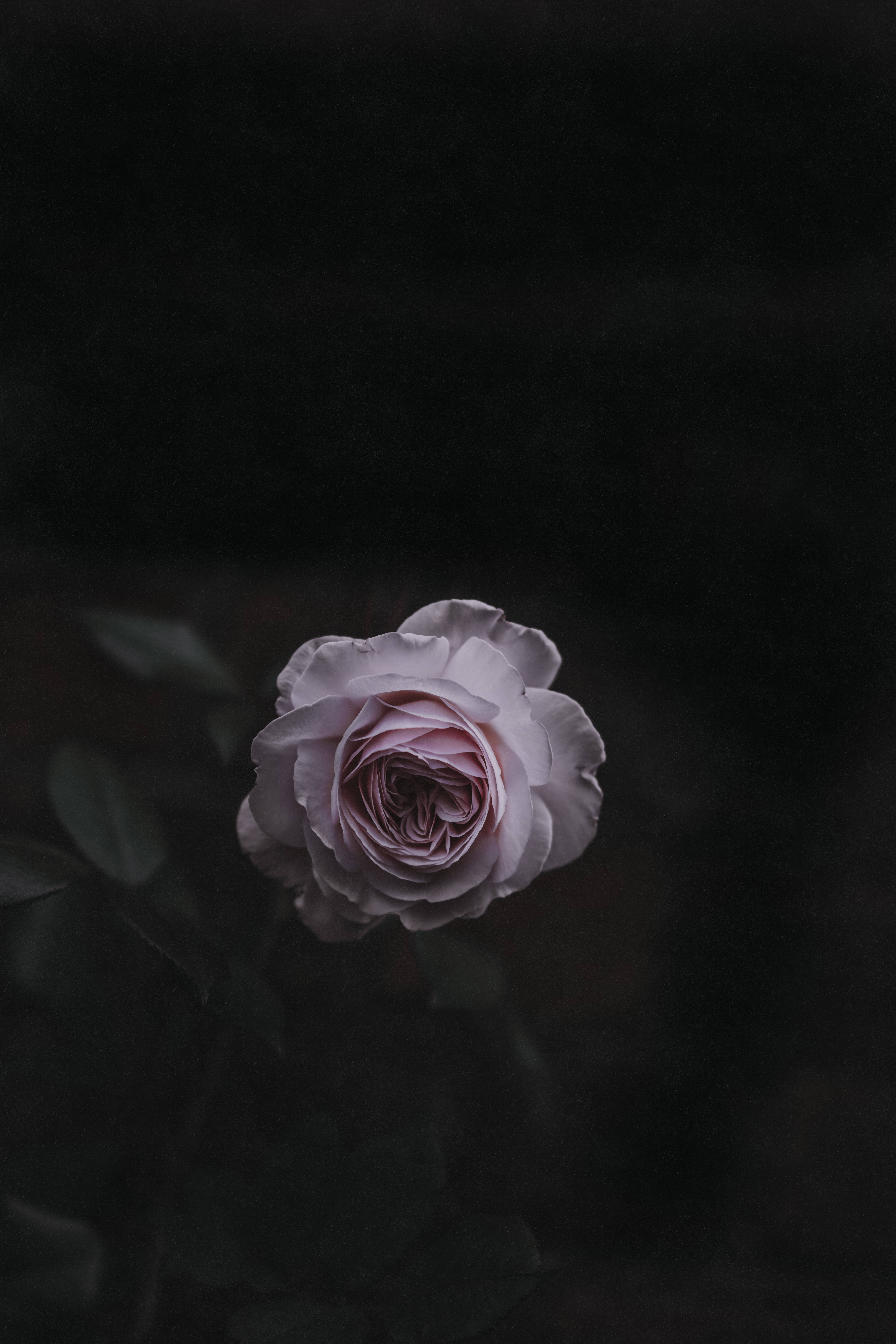 玫瑰花 桌布 壁紙 — 一朵淡粉紅玫瑰在深黑色背景上柔和綻放，帶有模糊的綠葉。