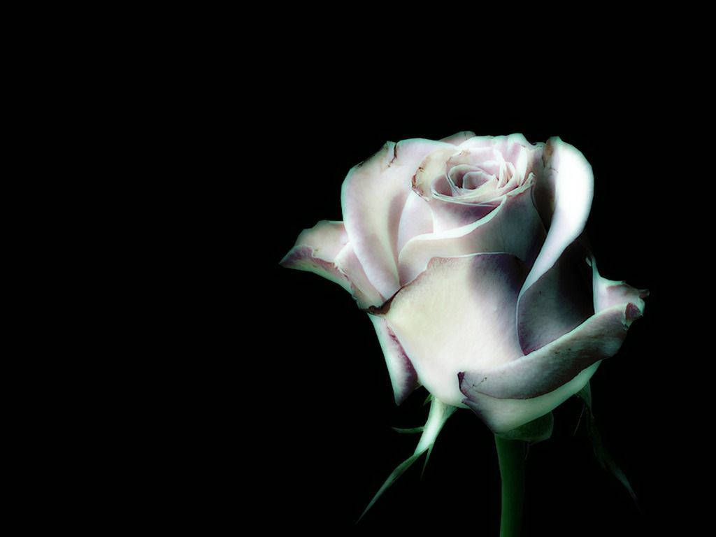 Rose Flower 桌布 壁紙 — 一朵淡紫色玫瑰，花瓣細膩，在純黑背景上柔和發光。