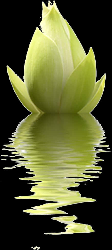lotus 桌布 壁紙 — 一朵淡綠色的蓮花蓓蕾從平靜的水面中浮現，背景為黑色，帶有柔和的倒影。