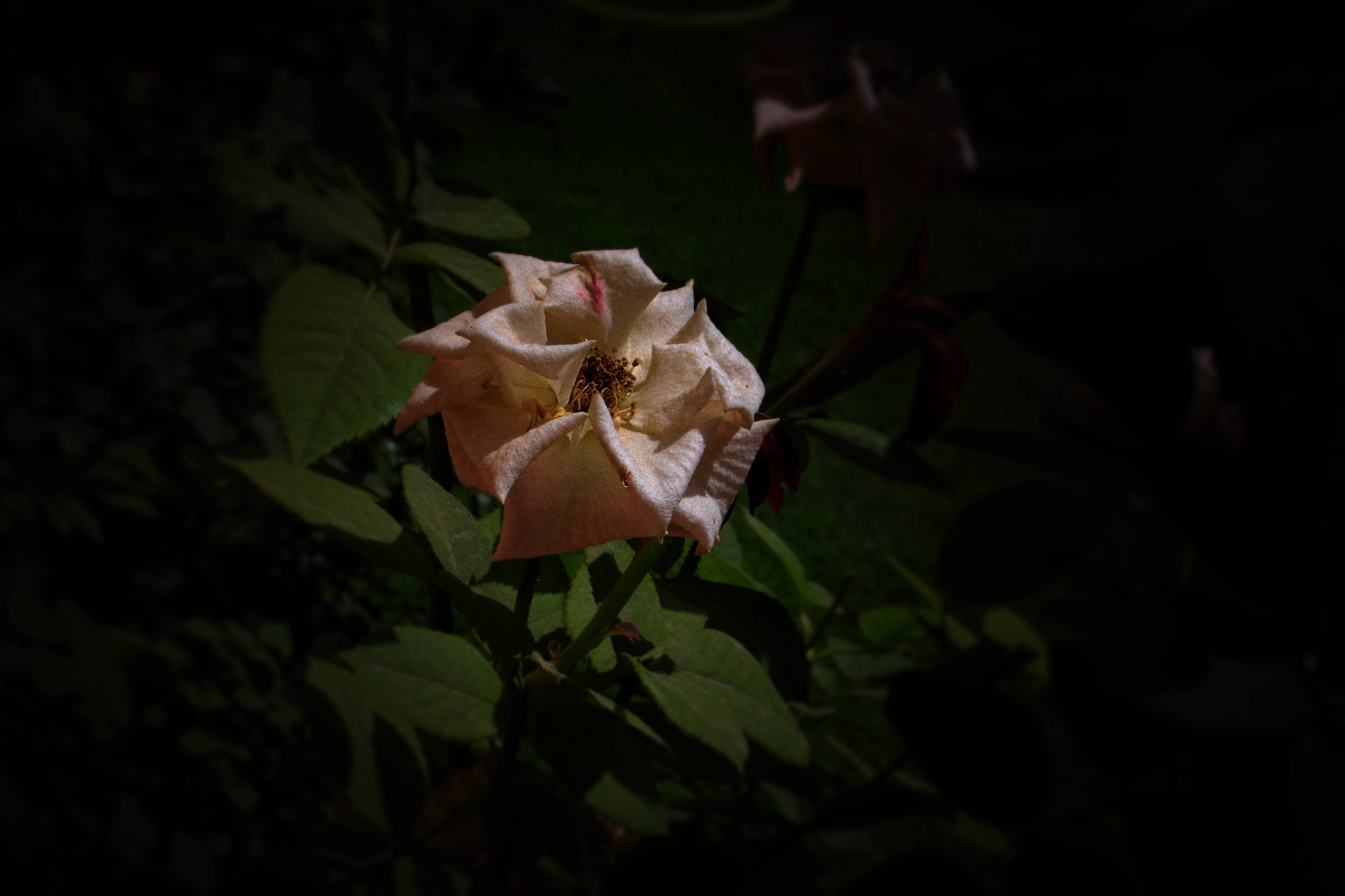 Rose HD 桌布 壁紙 — 一朵淡色玫瑰在陰影黑暗中綻放，嬌嫩的花瓣被聚焦的光束照亮。