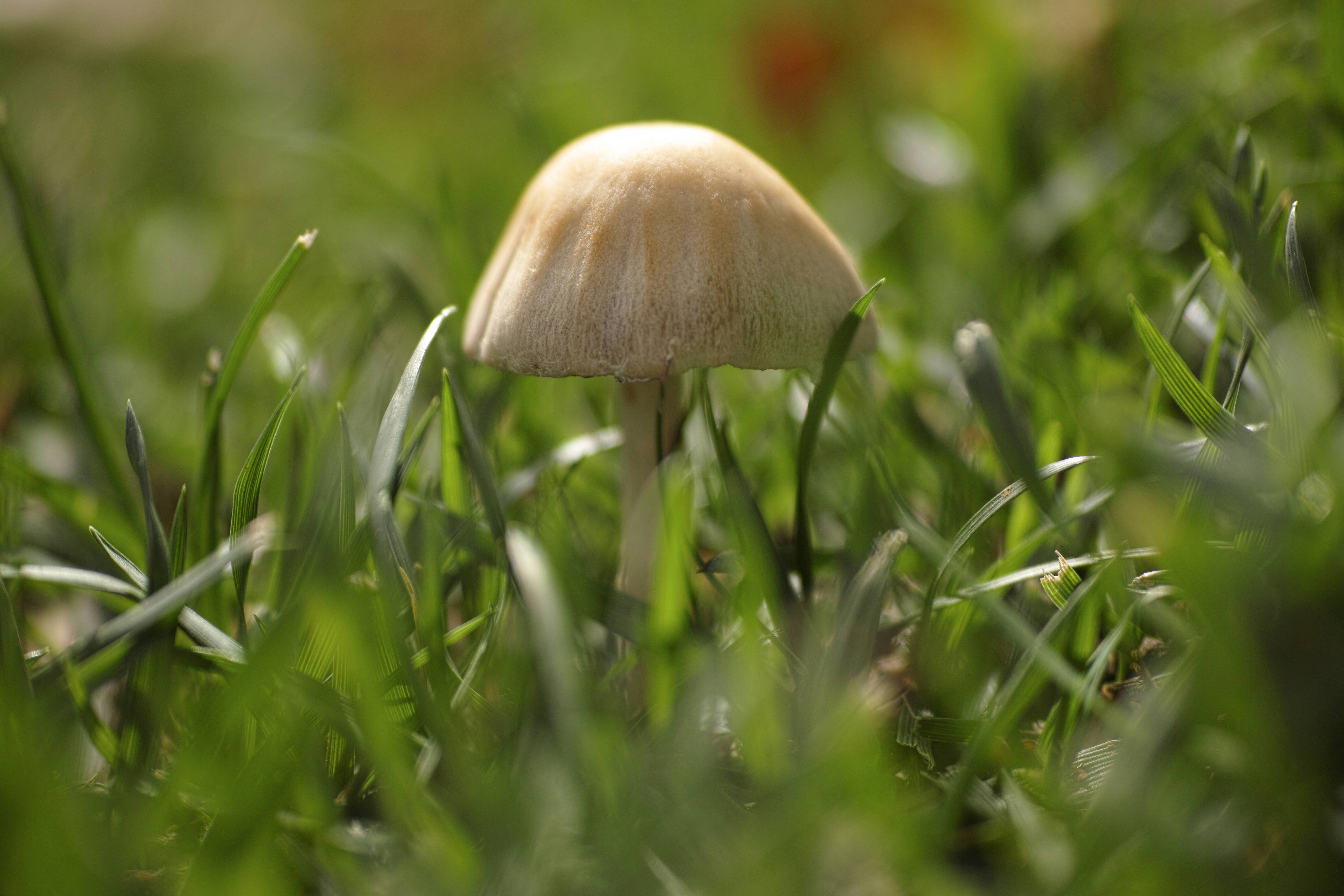 Cute Mushroom 桌布 壁紙 — 一朵淡色蘑菇從陽光普照的草地上鮮綠的草叢中冒出，背景帶有柔和散景效果。