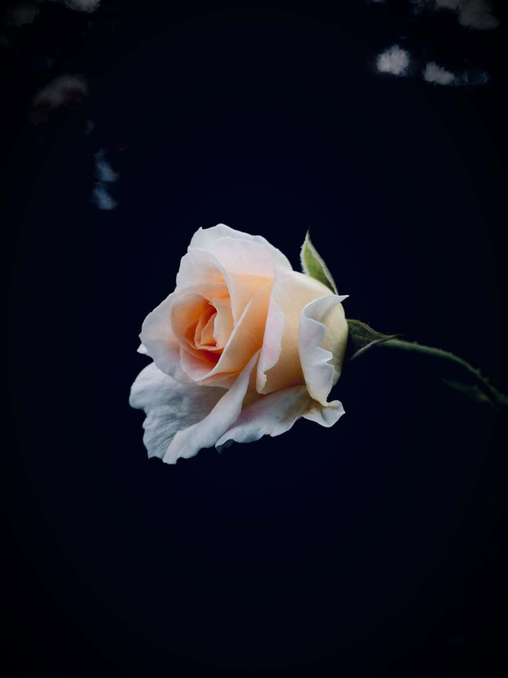 Abstract Rose 桌布 壁紙 — 一朵淡蜜桃色玫瑰，花瓣細緻，漂浮在深黑色背景上，從上方柔和照亮。