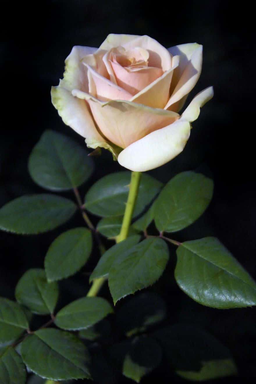 Hybrid Tea Roses 桌布 壁紙 — 一朵淡蜜桃色玫瑰，花瓣細緻，綠葉襯托，在深色背景下格外突出。