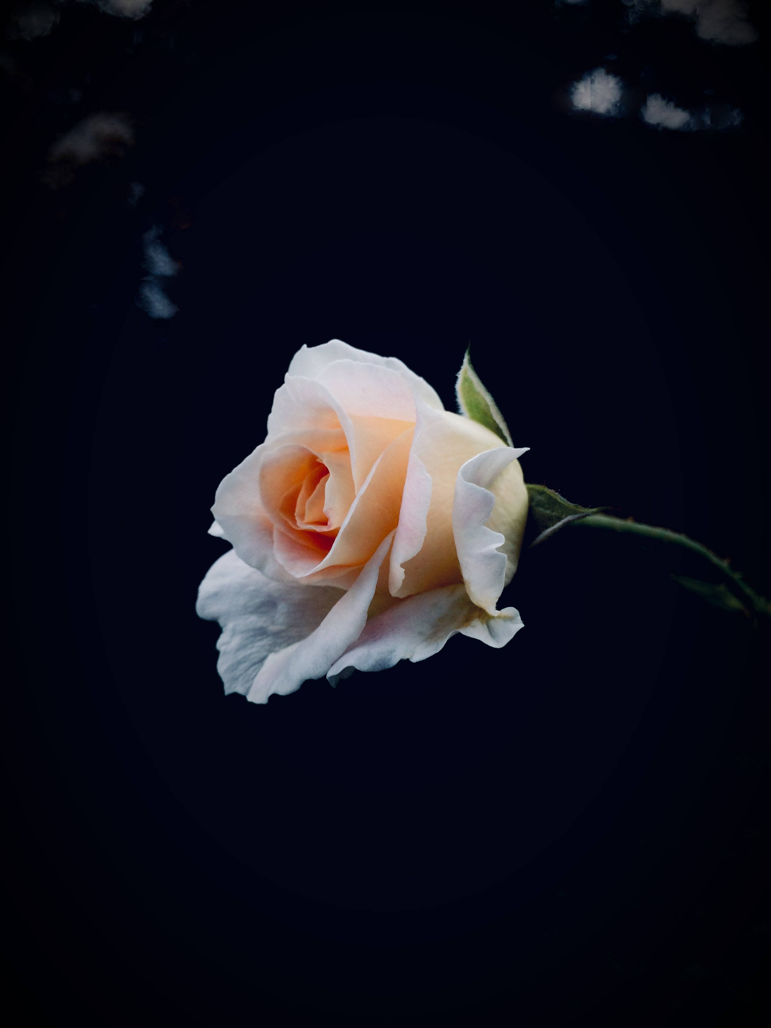 花 桌布 壁紙 — 一朵淡蜜桃色玫瑰，花瓣細膩，在深黑色背景上漂浮，帶有柔和散景亮點。