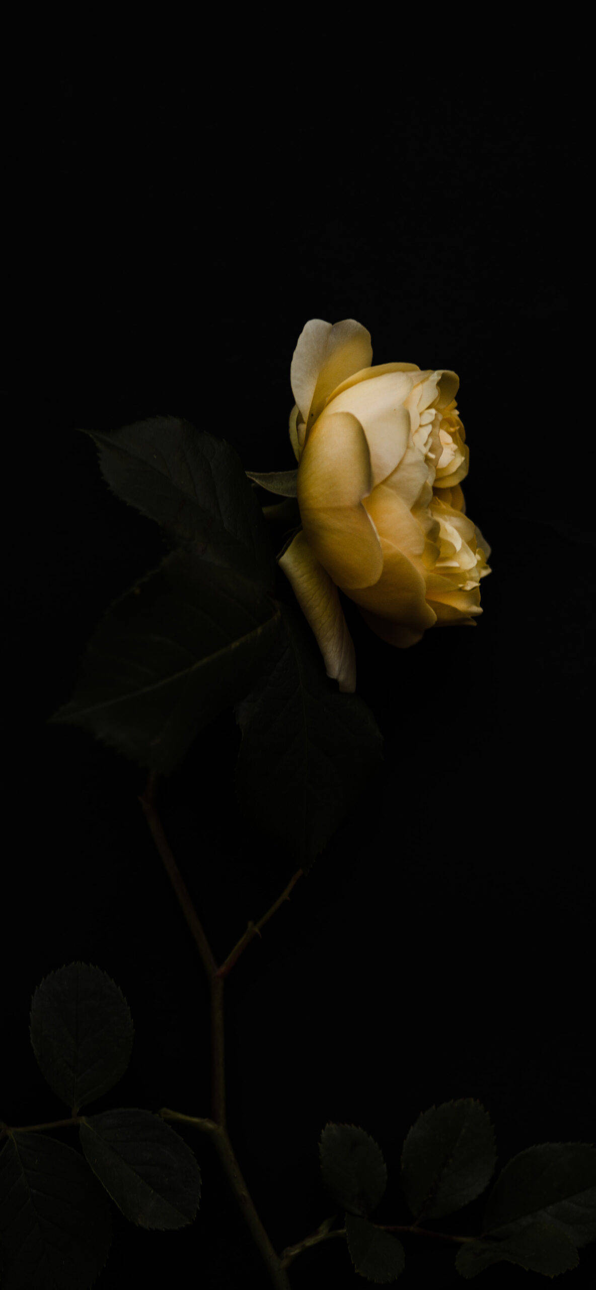 Rose Flower 桌布 壁紙 — 一朵淡黃玫瑰在深黑色背景上，伴隨著深色葉子和莖，柔和地綻放。
