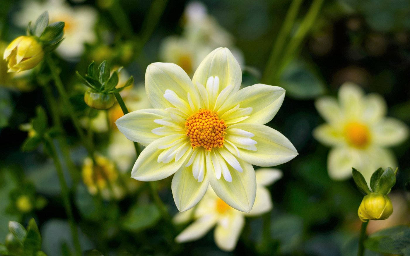 Dahlia 桌布 壁紙 — 一朵淡黃色大麗花，花瓣邊緣呈白色，中心鮮橙色，在綠葉和模糊的花蕾中盛開。