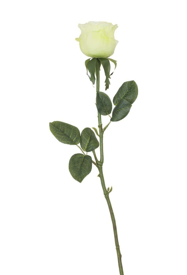 Single Rose 桌布 壁紙 — 一朵淡黃色玫瑰，帶有綠色葉子和莖，孤立在純白色背景上。