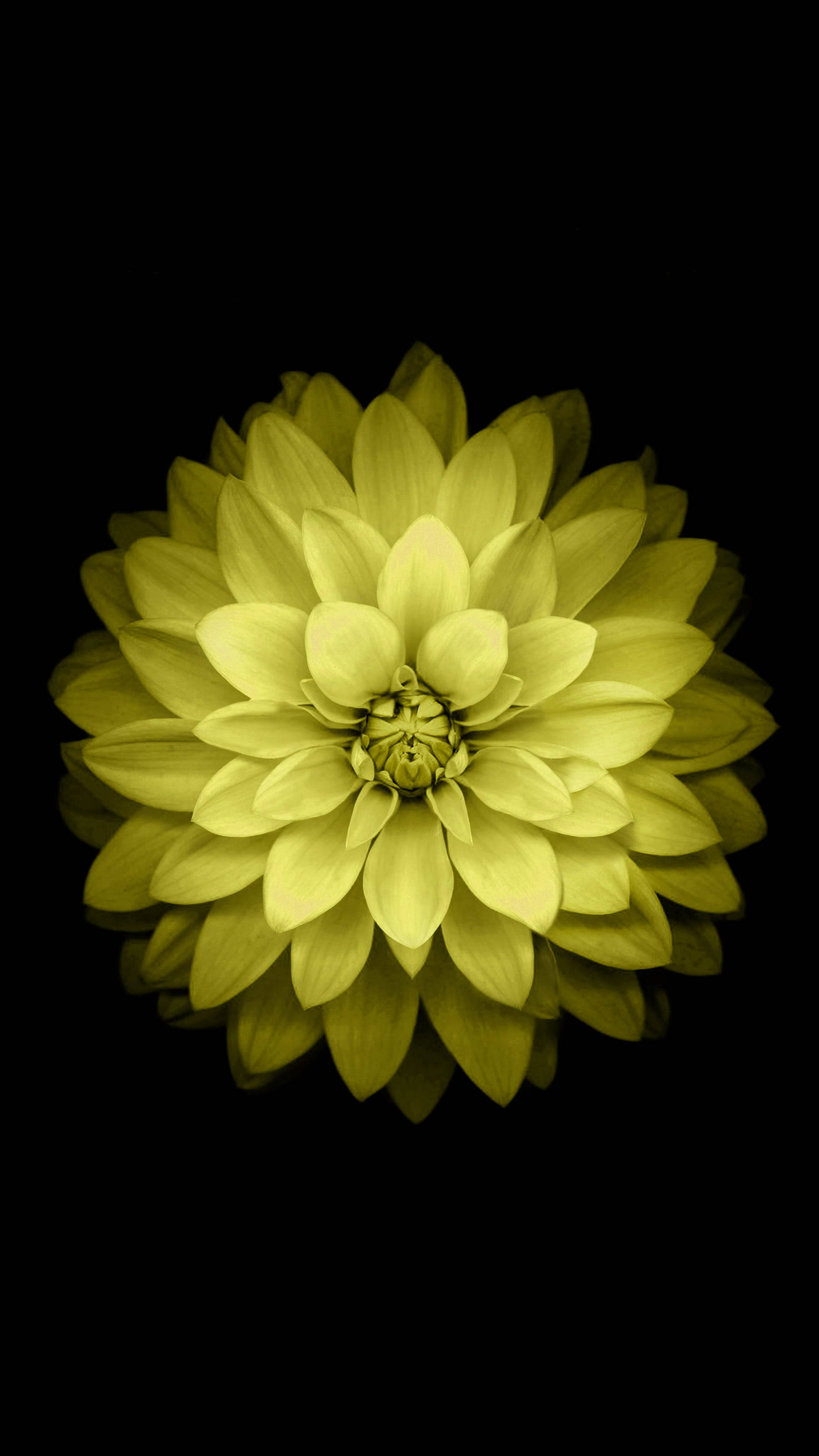 Dahlia 桌布 壁紙 — 一朵淡黃色的大麗花在純黑背景下盛開，柔和的光線凸顯其層層疊疊的花瓣。