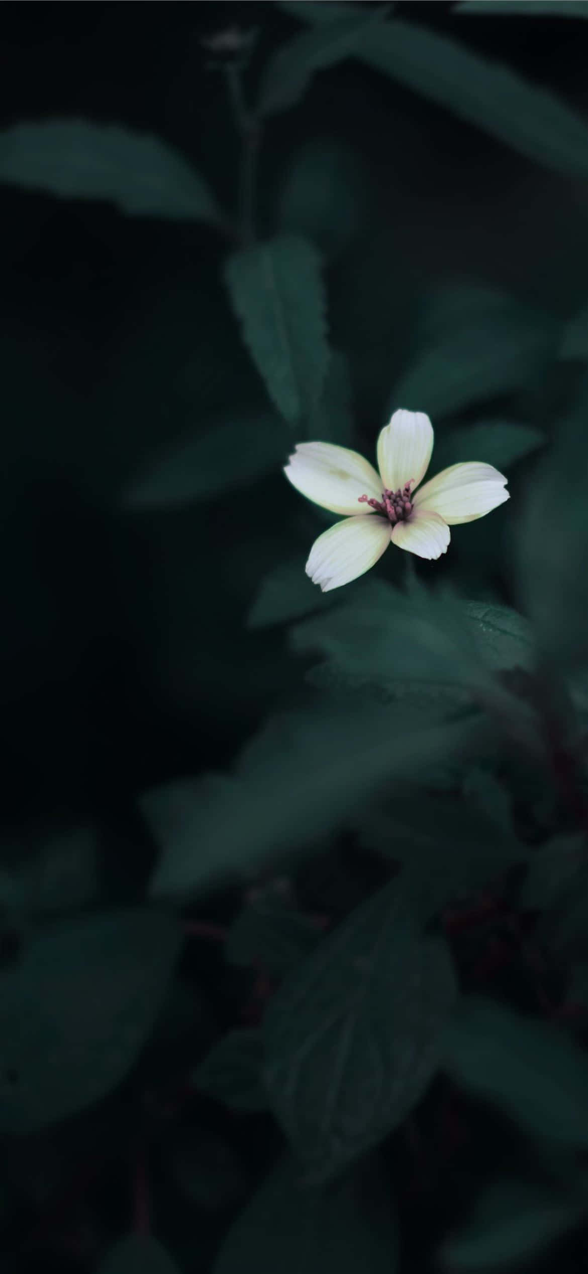 美學 iPhone 壁紙 桌布 壁紙 — 一朵淡黃色的花朵在陰暗的暮色中，以深綠色樹葉為背景，柔和地綻放。