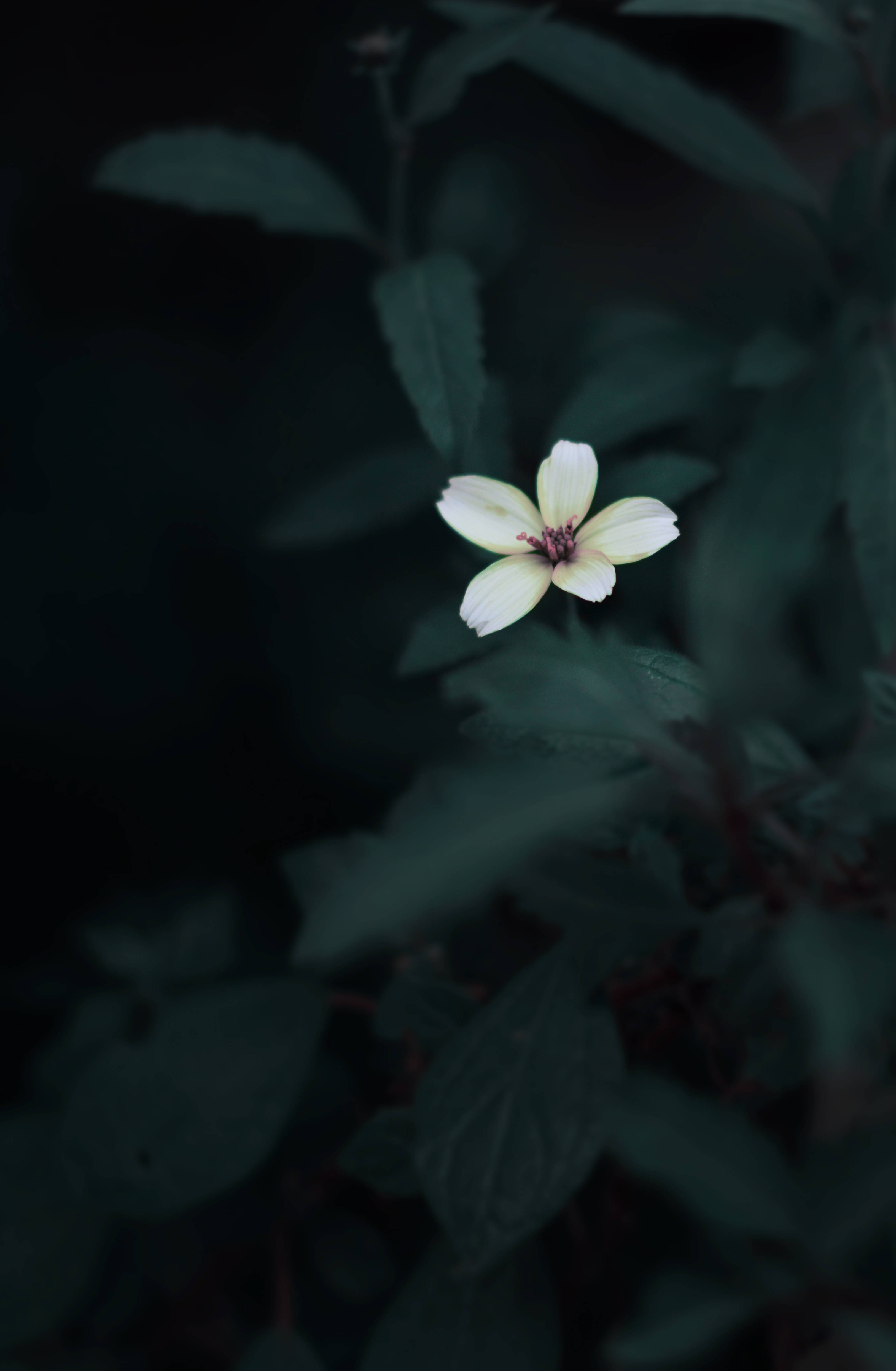 花 桌布 壁紙 — 一朵淡黃色的花朵在陰暗的暮色中，以深綠色樹葉為背景，柔和地綻放。