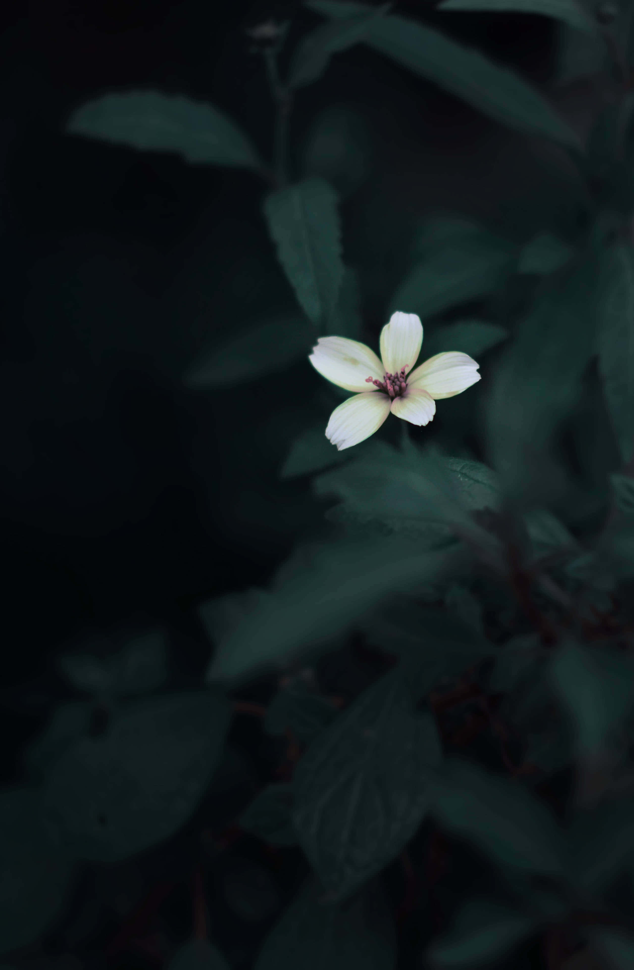 Pretty Flower 桌布 壁紙 — 一朵淡黃色的花朵在陰暗的深綠色樹葉背景下柔和地綻放。