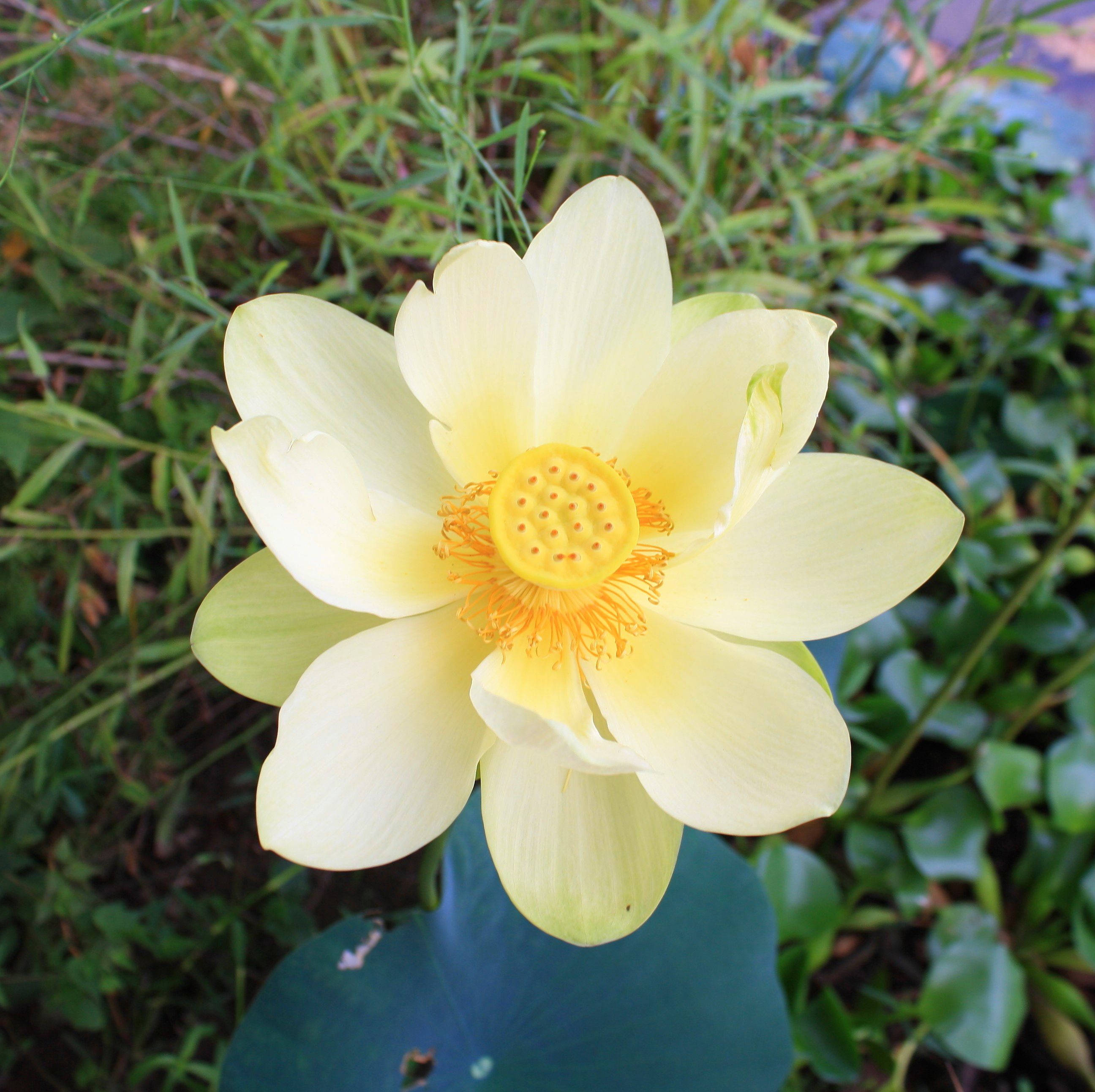 lotus 桌布 壁紙 — 一朵淡黃色的蓮花優雅地綻放，帶有鮮豔的橙色花心，背景是茂密的綠色葉子。