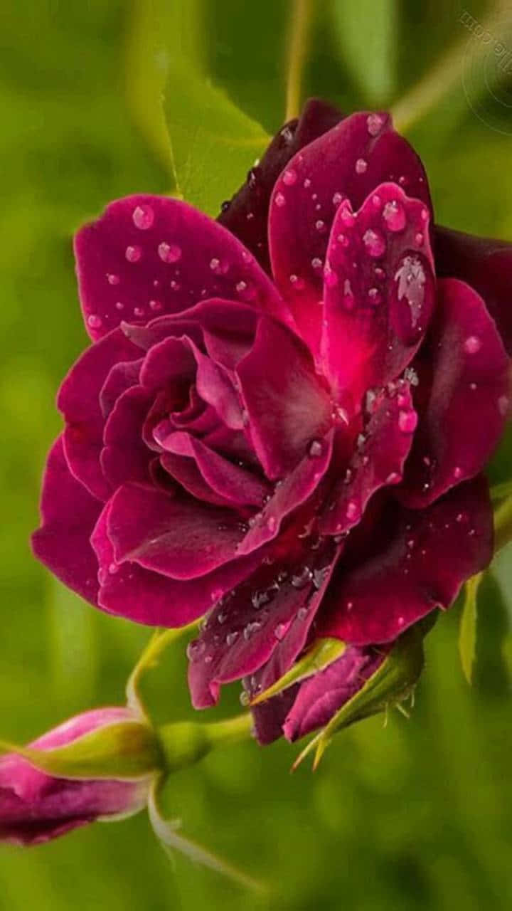 Cute Rose 桌布 壁紙 — 一朵深洋紅色的玫瑰在柔和的綠色模糊背景上閃爍著露珠。
