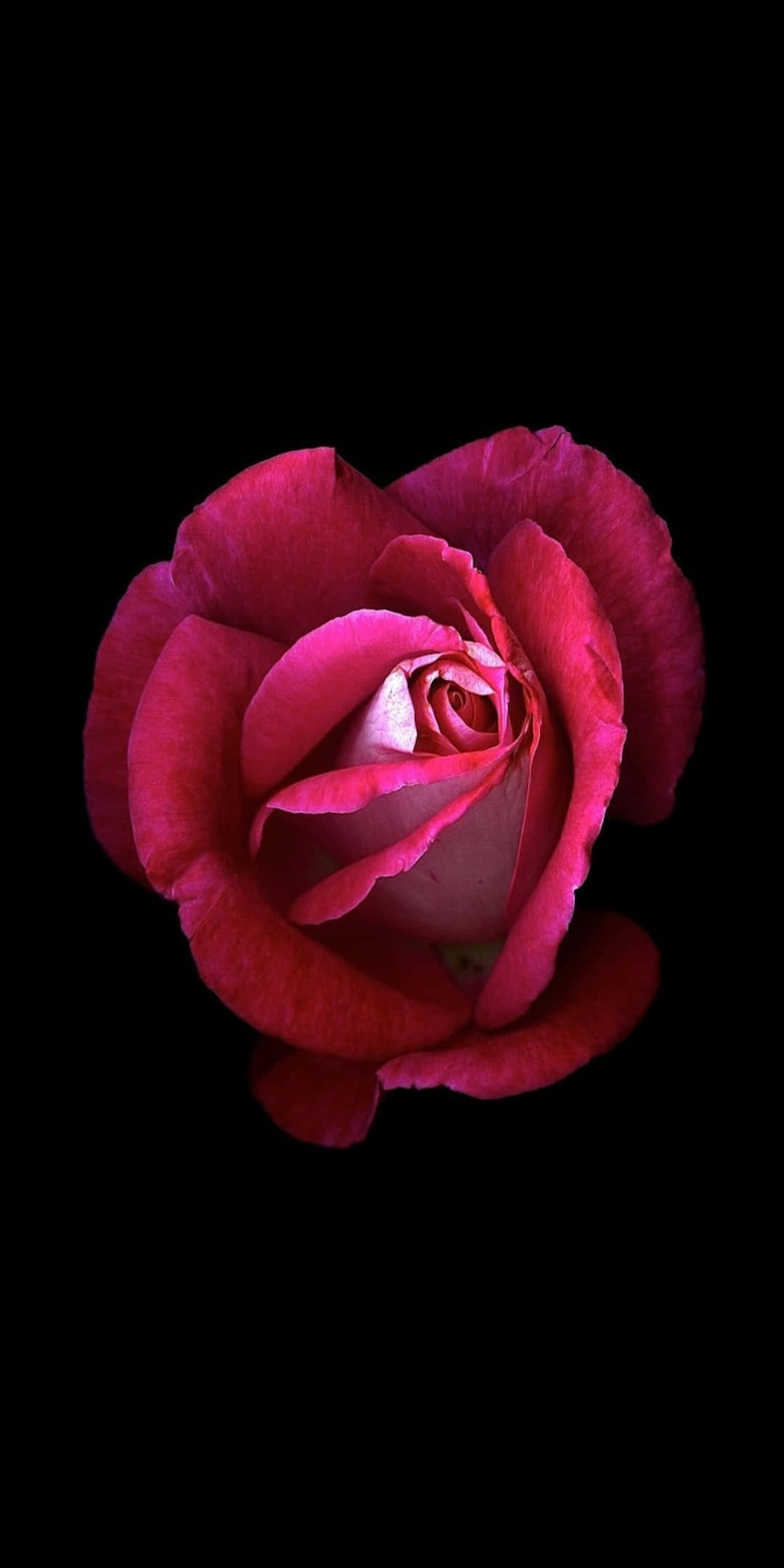 Pixel 3 Roses 桌布 壁紙 — 一朵深粉紅玫瑰在純黑背景上盛開，其天鵝絨般的花瓣被柔和地照亮。