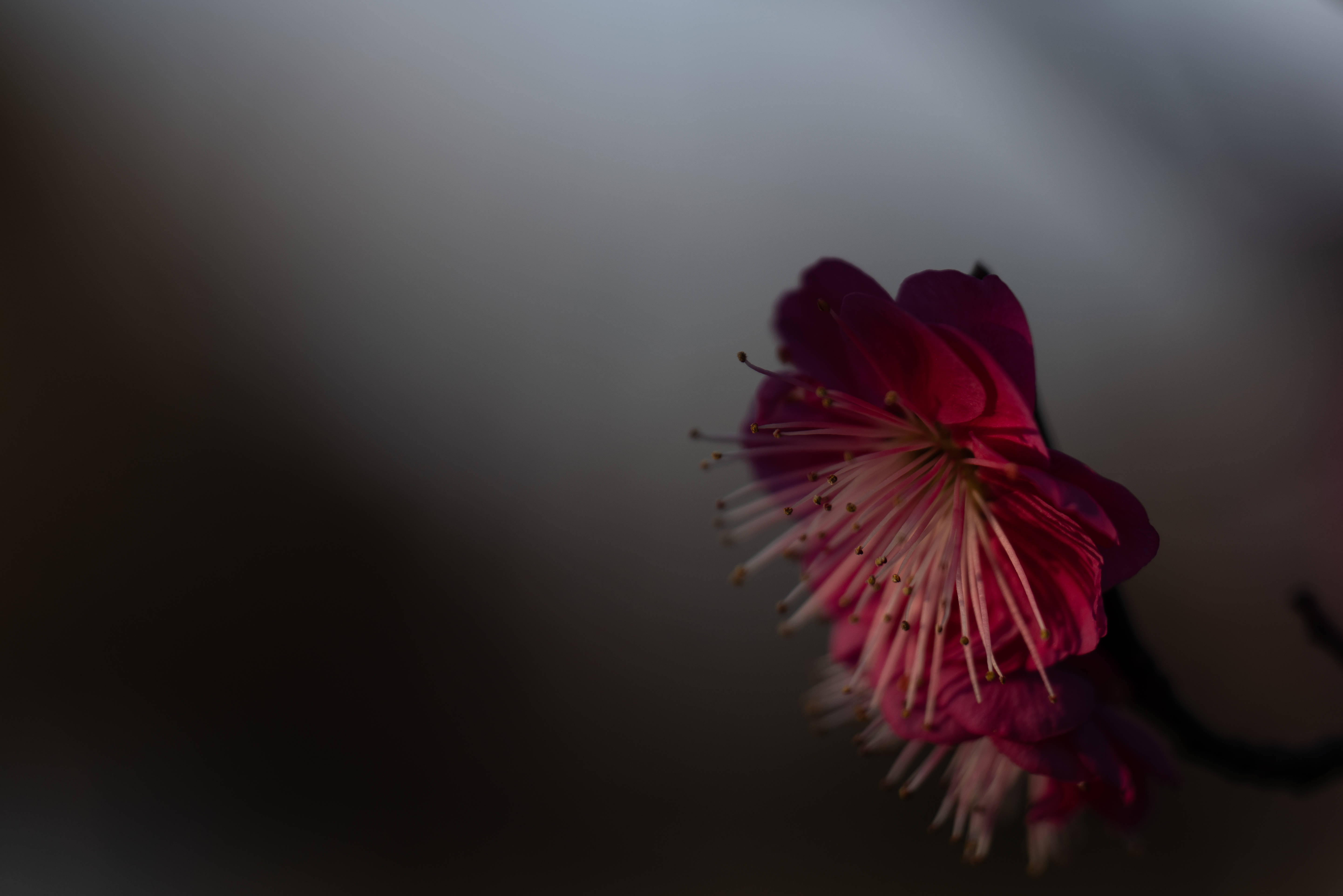Sakura 桌布 壁紙 — 一朵深粉紅色的櫻花，帶有精緻的雄蕊，在模糊的深灰色背景上柔和地發光。