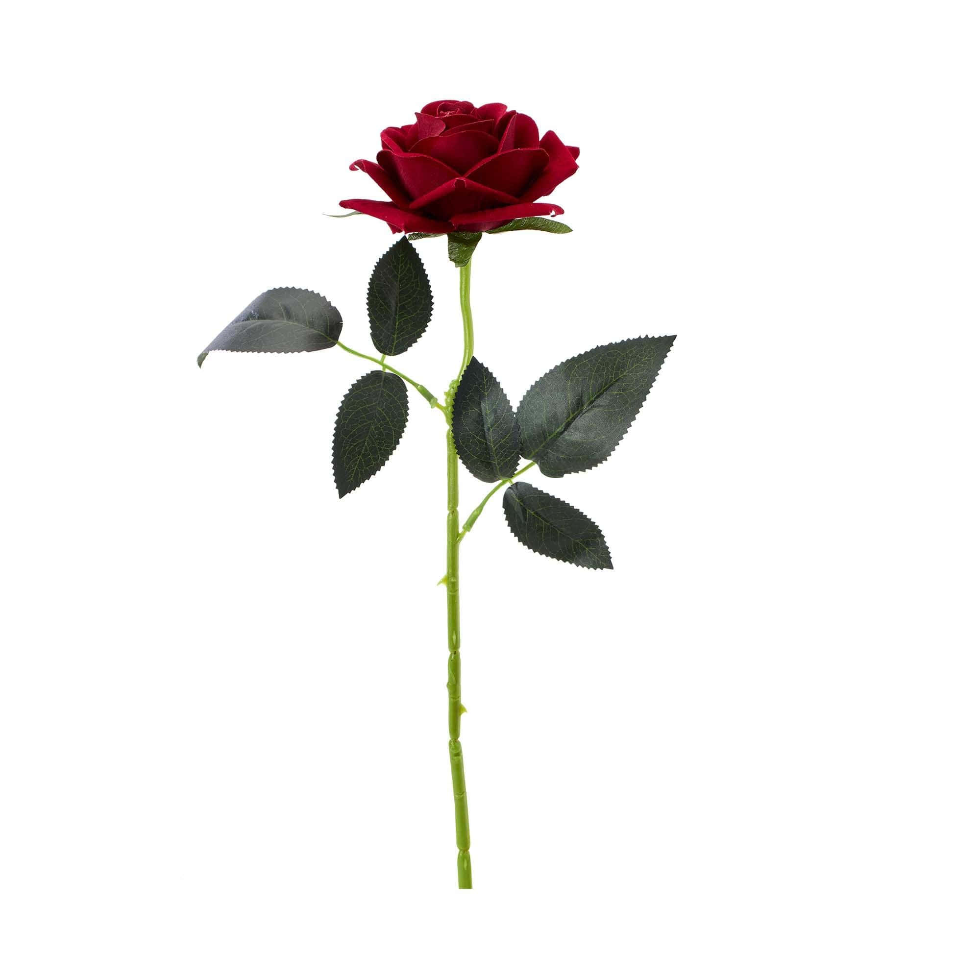 Single Rose 桌布 壁紙 — 一朵深紅玫瑰，帶有光澤的綠葉和莖，孤立在純白色背景上。