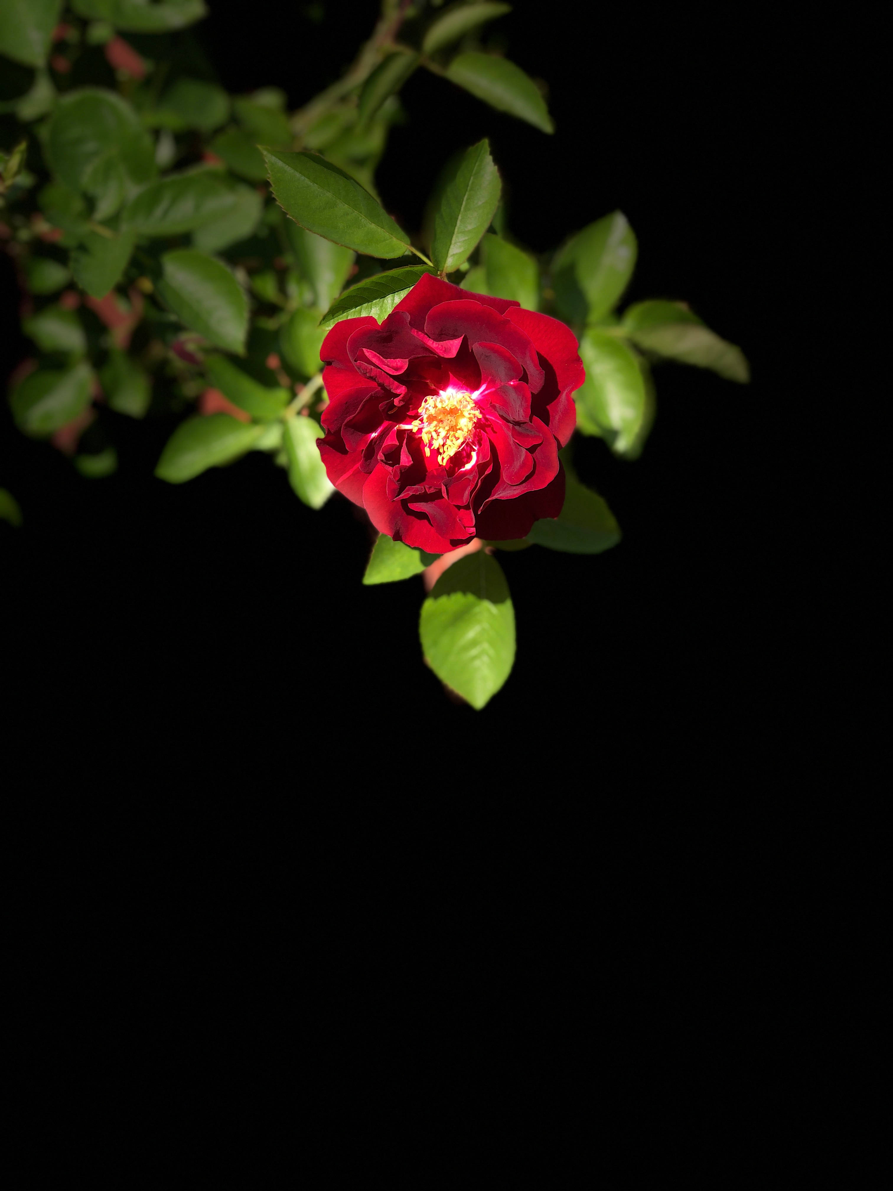 Rose iPhone 桌布 壁紙 — 一朵深紅玫瑰，帶有發光的黃色花心，在純黑背景上盛開。
