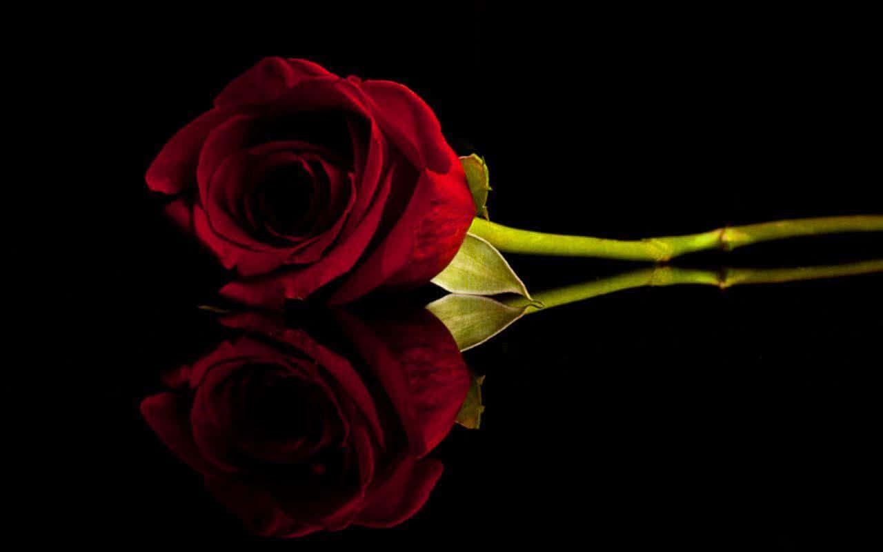 Roses 桌布 壁紙 — 一朵深紅玫瑰，帶有綠色莖，放在反光的黑色表面上，形成完美的鏡像。