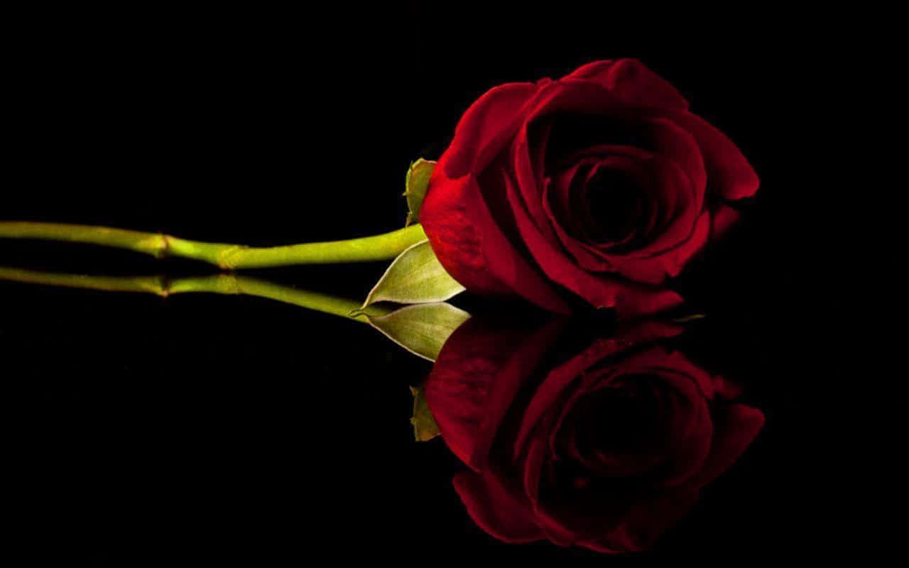 Roses 桌布 壁紙 — 一朵深紅玫瑰，帶有綠色莖幹，靜置於黑色反光表面上，映照出其優雅形態。