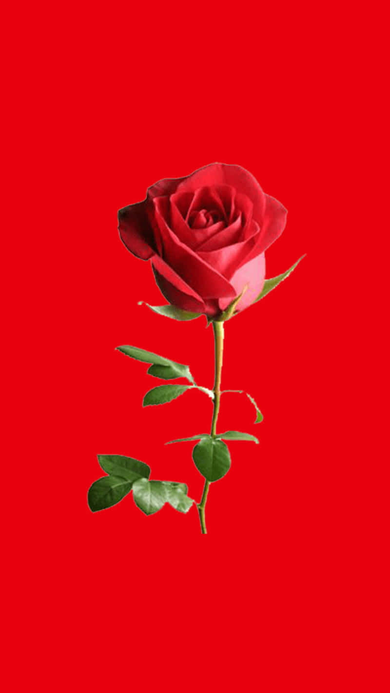 iPhone X Roses 桌布 壁紙 — 一朵深紅玫瑰，帶有綠葉，居中置於純色鮮紅背景上。