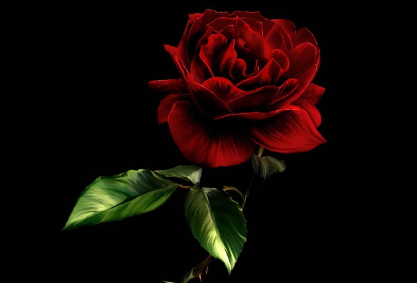 Roses 桌布 壁紙 — 一朵深紅玫瑰，帶有茂盛的綠葉，在純黑背景上閃耀。