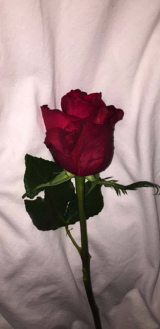 Red Rose Aesthetic 桌布 壁紙 — 一朵深紅玫瑰，搭配茂盛的綠葉，倚靠在柔軟的白色布料背景上。