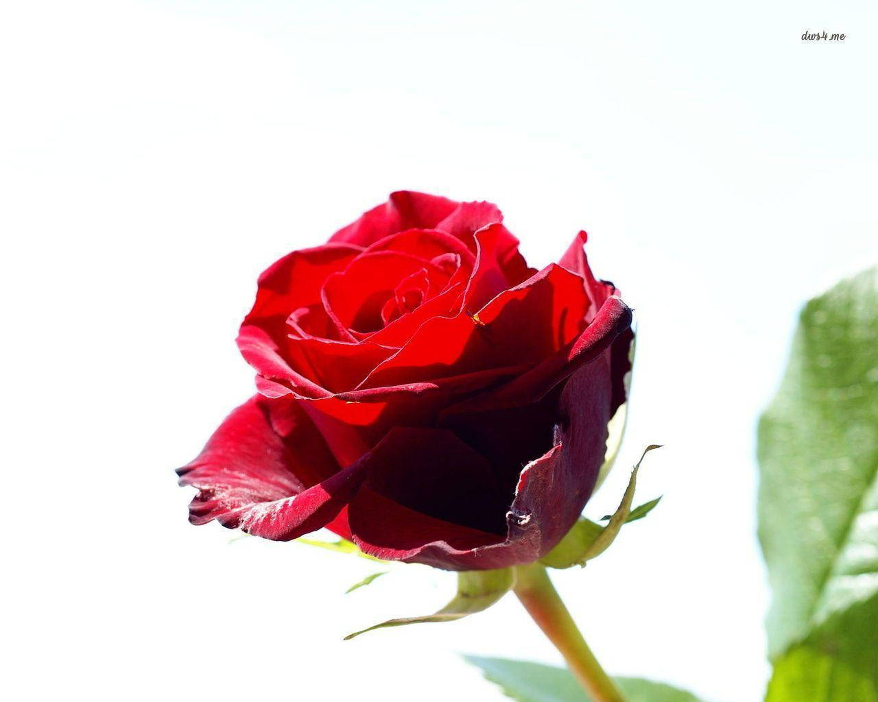 Rose Flower 桌布 壁紙 — 一朵深紅玫瑰，花瓣細緻，綠莖襯托，在明亮的白色背景上格外突出。