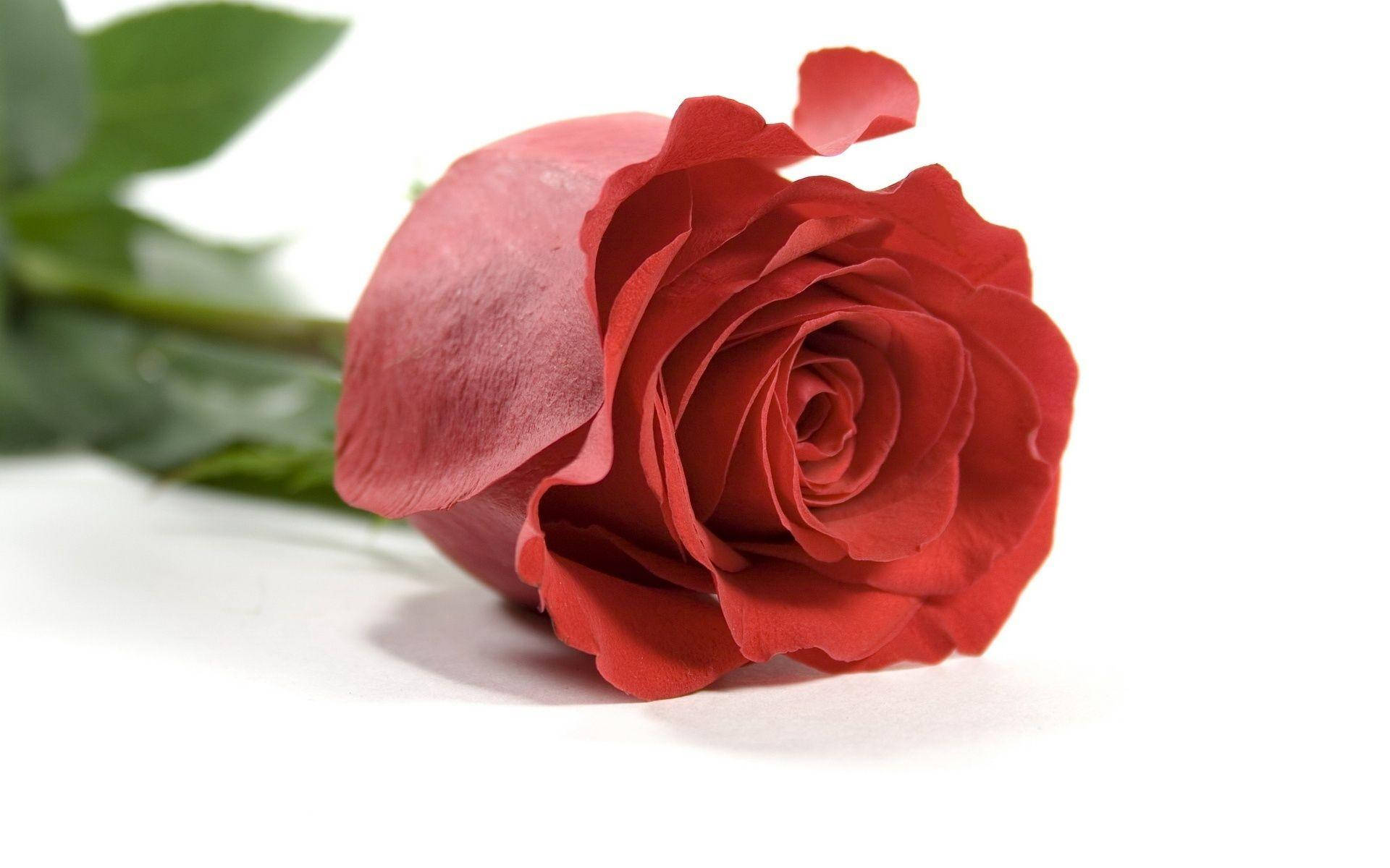 Roses 桌布 壁紙 — 一朵深紅玫瑰，花瓣豐滿，綠莖柔軟地躺在純白表面上。
