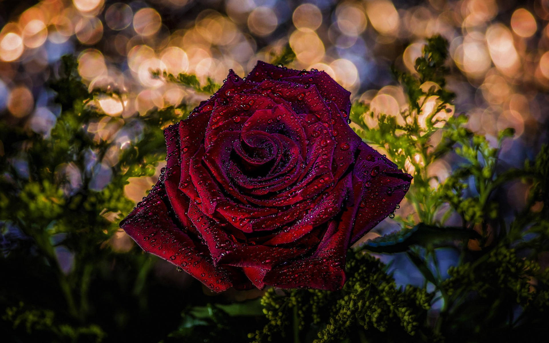 Rose Flower 桌布 壁紙 — 一朵深紅玫瑰在夜晚金色城市燈光的柔和散景中閃爍著露珠。