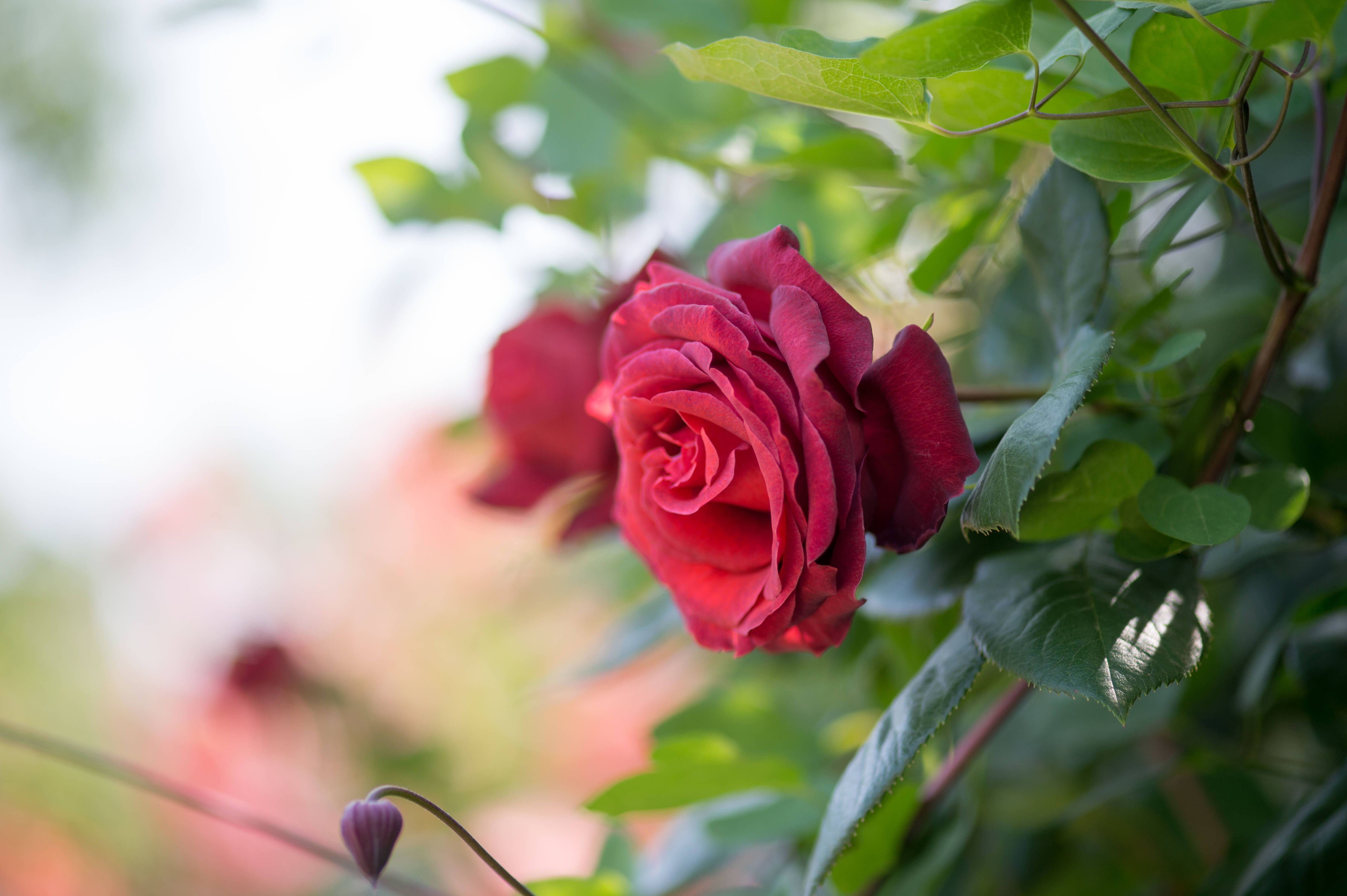 Rose HD 桌布 壁紙 — 一朵深紅玫瑰在柔和模糊的綠色樹葉背景前鮮豔盛開。