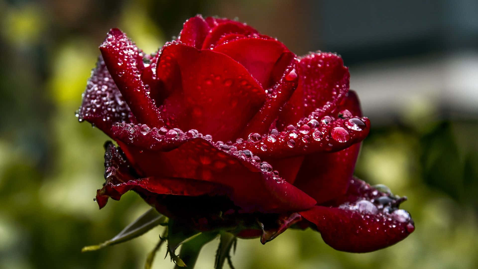 Roses 桌布 壁紙 — 一朵深紅玫瑰在柔和模糊的綠色背景上閃爍著露珠。