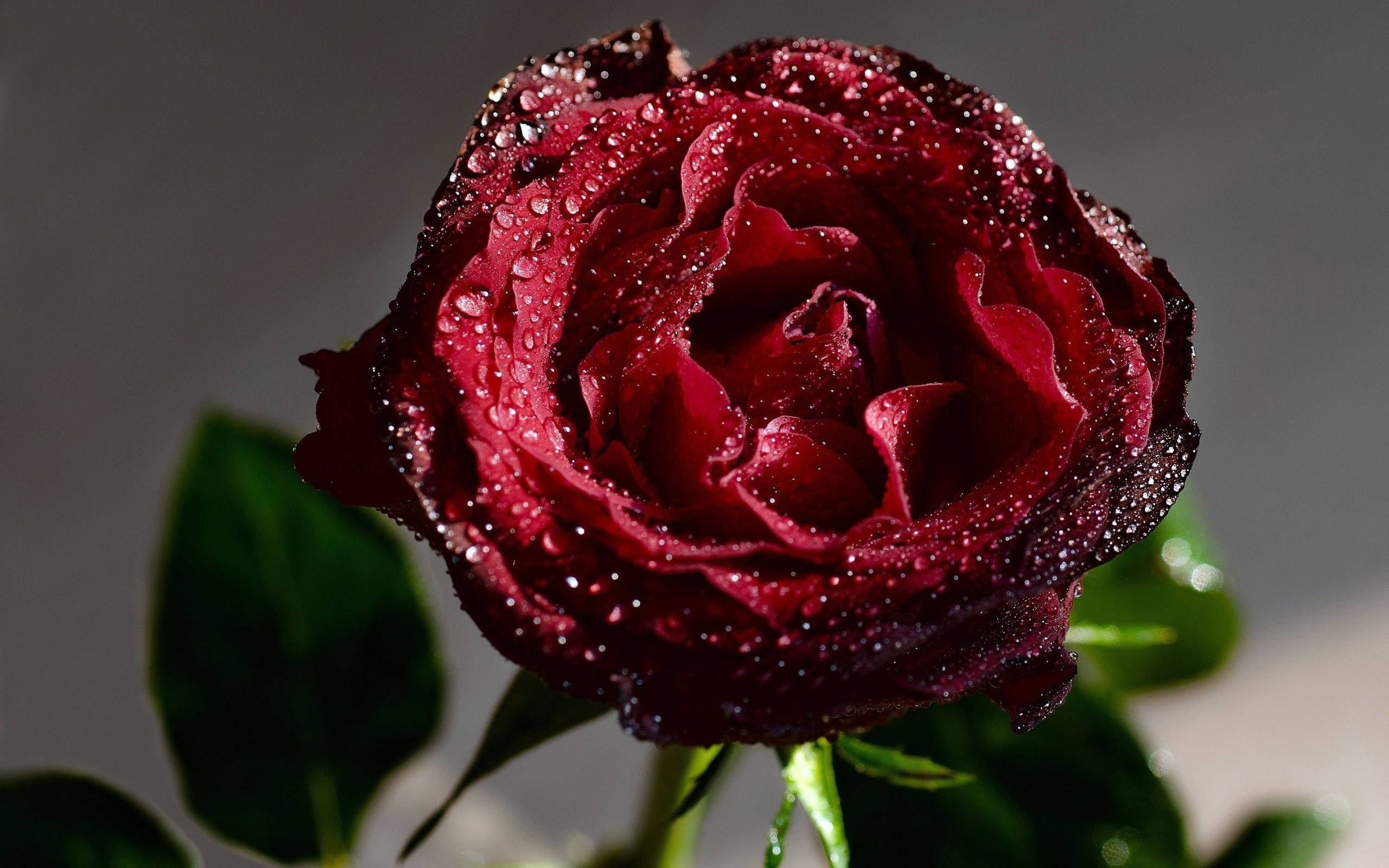 Rose Flower 桌布 壁紙 — 一朵深紅玫瑰在柔和的灰色背景上閃爍著露珠，襯以綠葉。