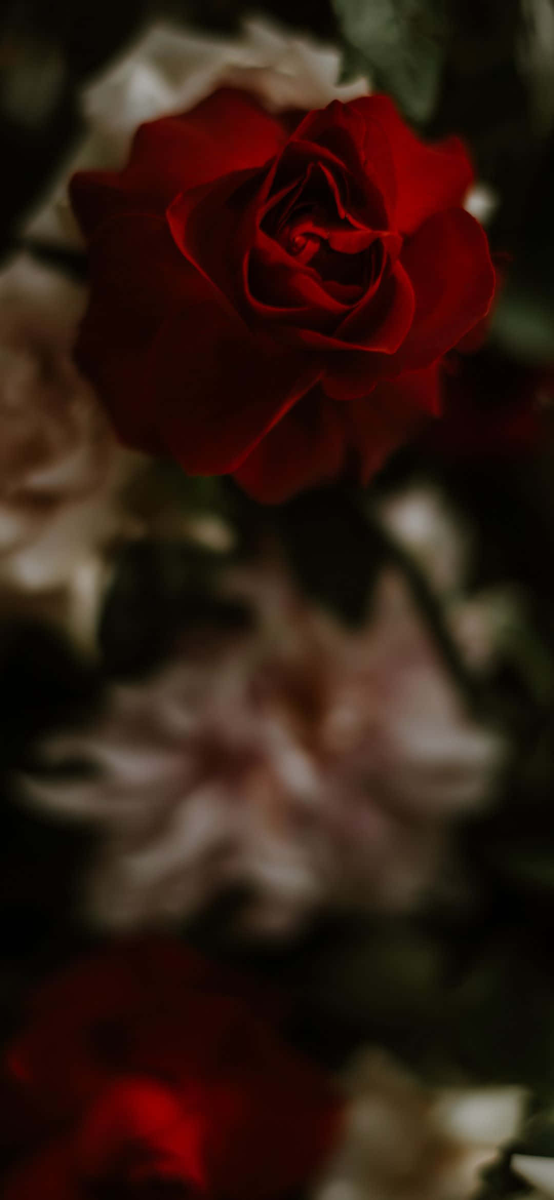 1080x2340 桌布 壁紙 — 一朵深紅玫瑰在柔焦中盛開，背景是模糊的奶油色和深色樹葉，營造出憂鬱浪漫的氛圍。