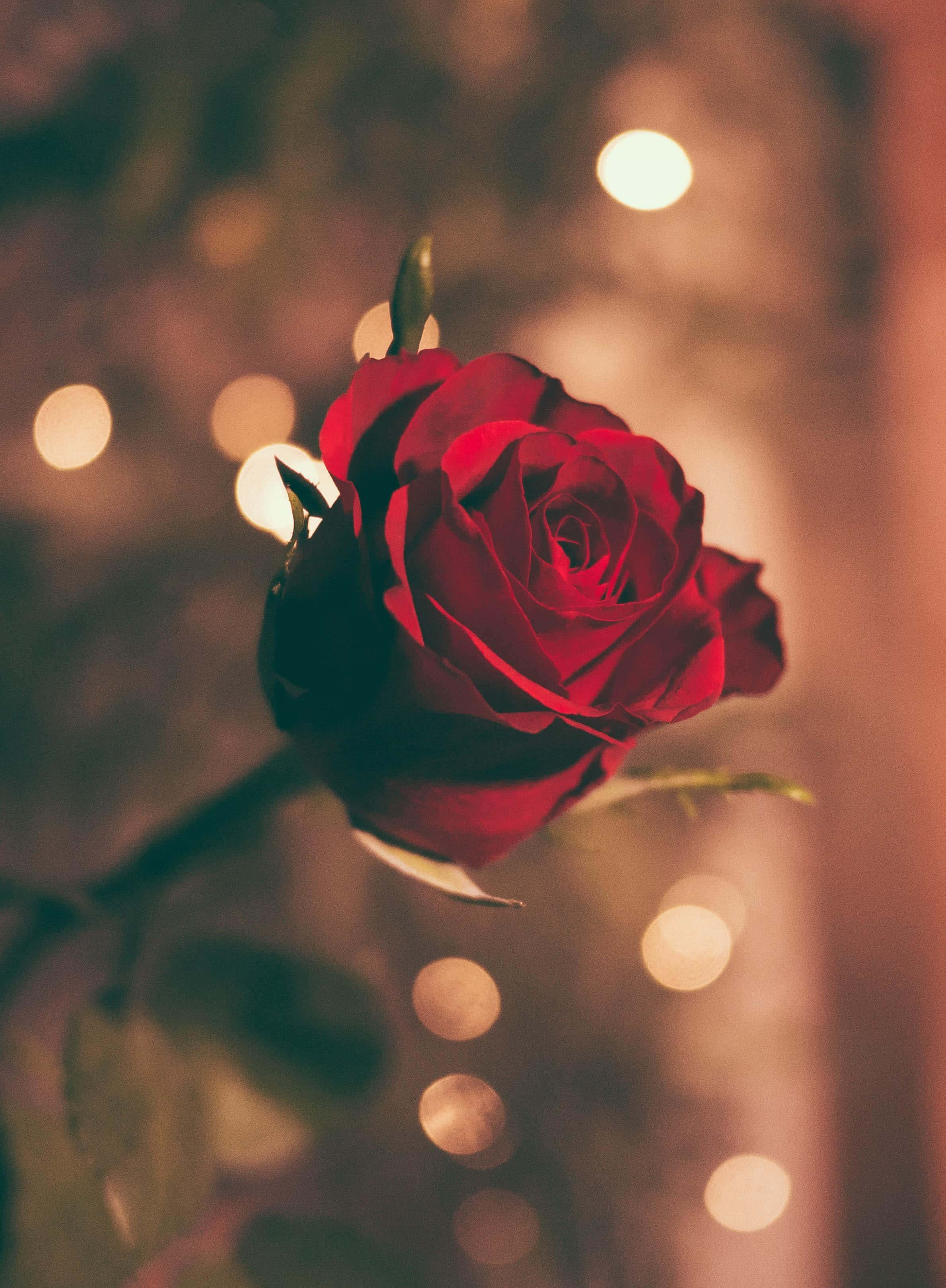 iPhone X Roses 桌布 壁紙 — 一朵深紅玫瑰在溫暖金色散景燈光柔和模糊的背景中綻放。
