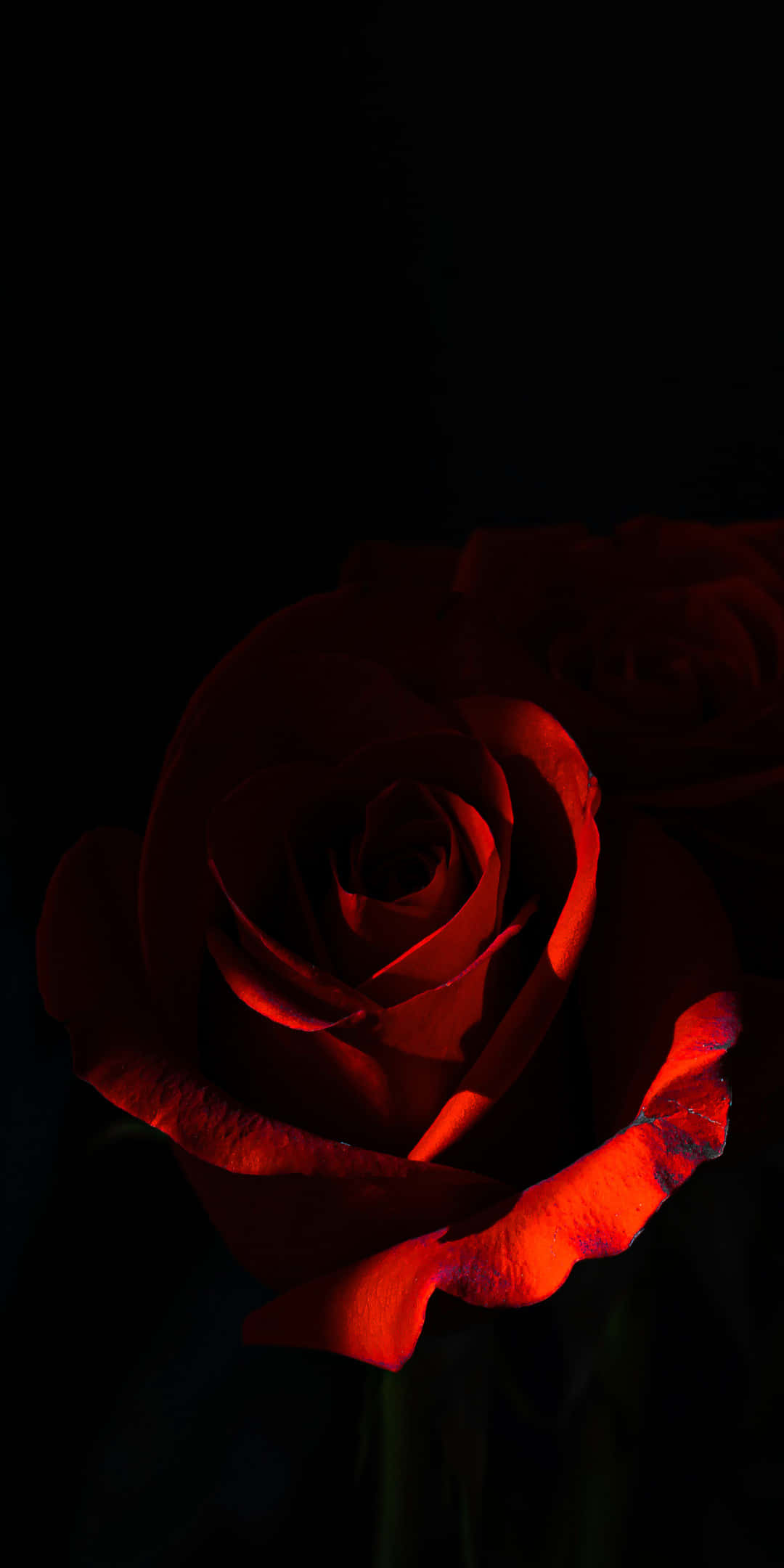 Pixel 3 Roses 桌布 壁紙 — 一朵深紅玫瑰在漆黑背景中散發溫暖光芒，花瓣輕柔展開，形成強烈對比。