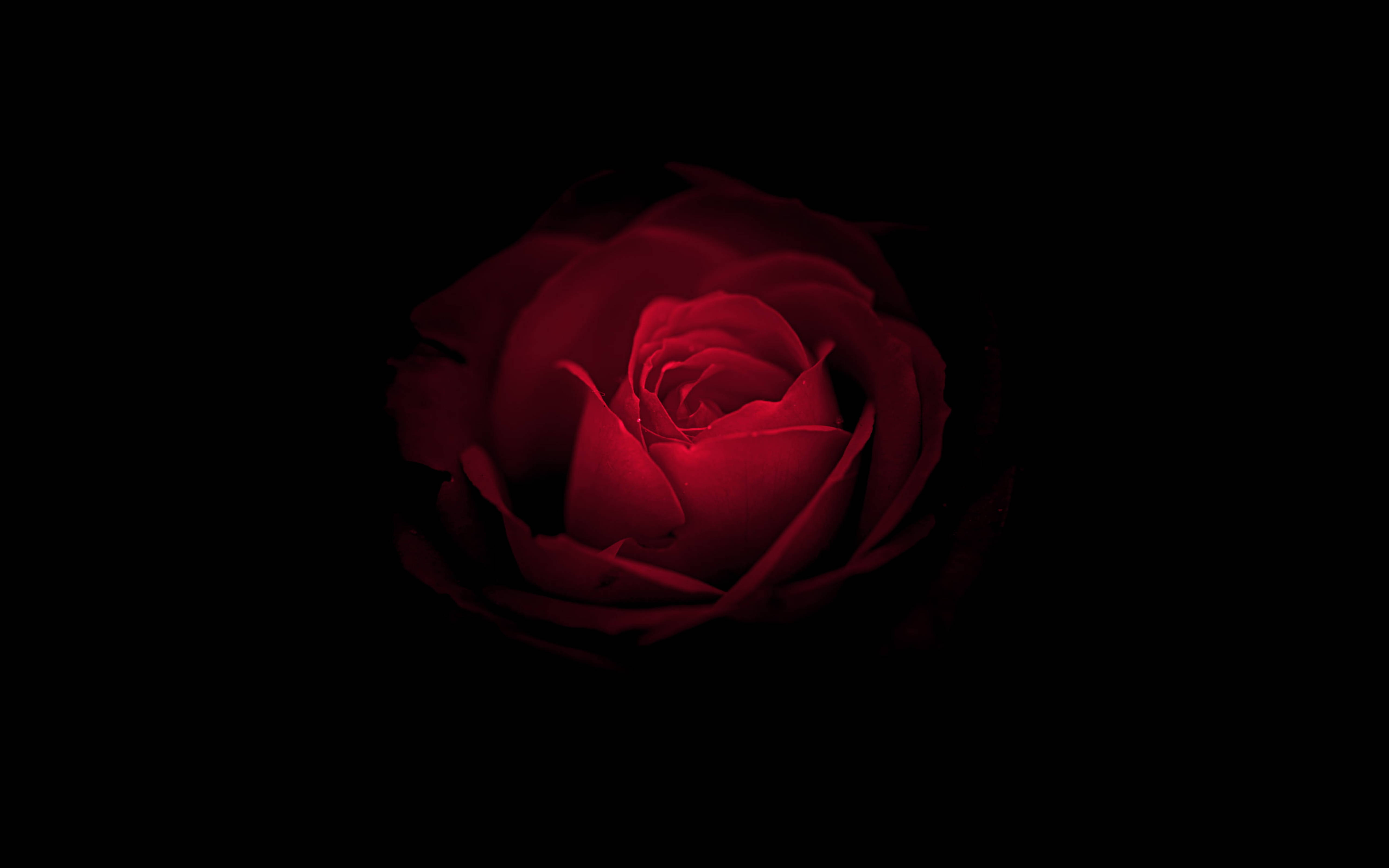 華為 桌布 壁紙 — 一朵深紅玫瑰在漆黑背景中柔和發光，花瓣從內部被精緻照亮。